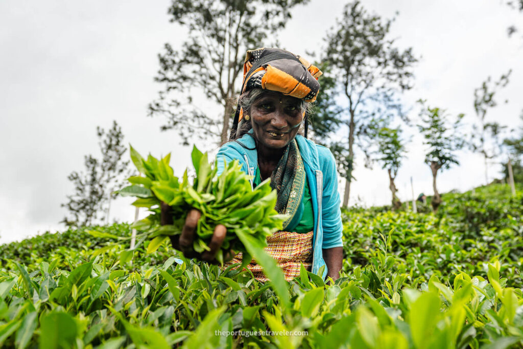 The Halpewatte Tea Factory Tour in Ella, Sri Lanka