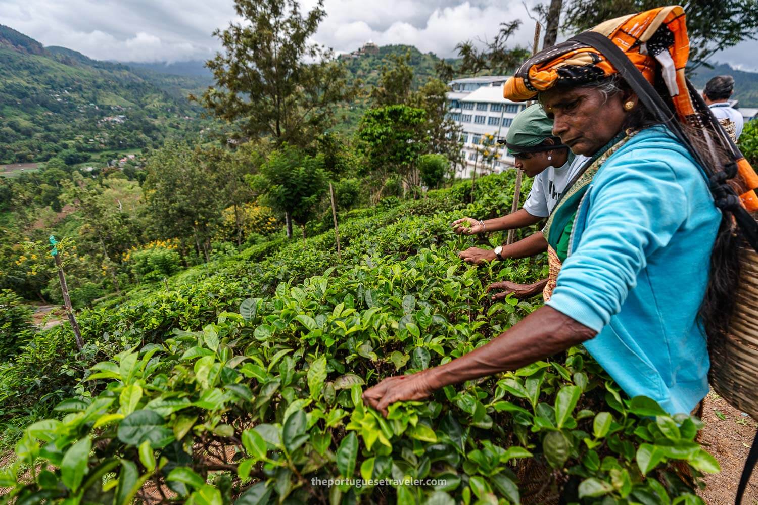 The tea-plucking technique by our local guide