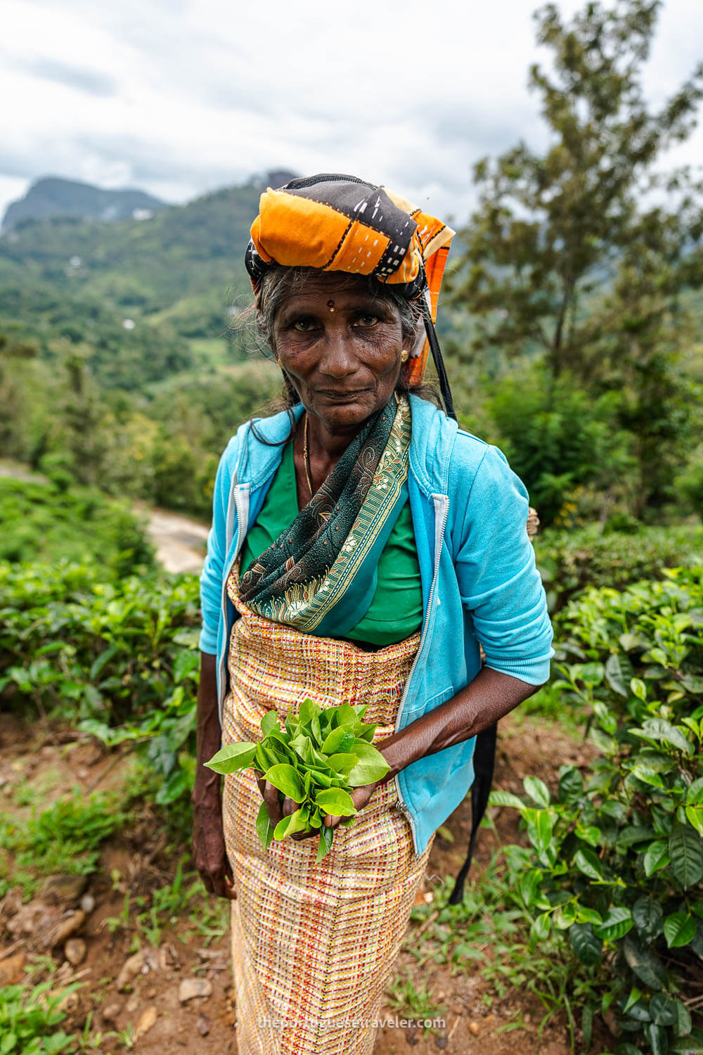 An Halpewatte Ceylon Tea Worker