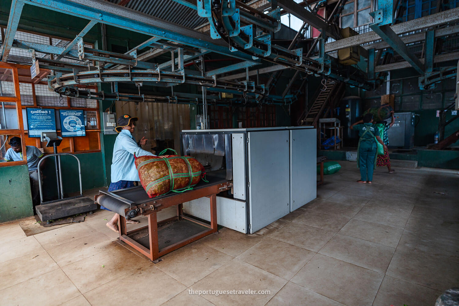 The workers of the factory weighing the tea leaves