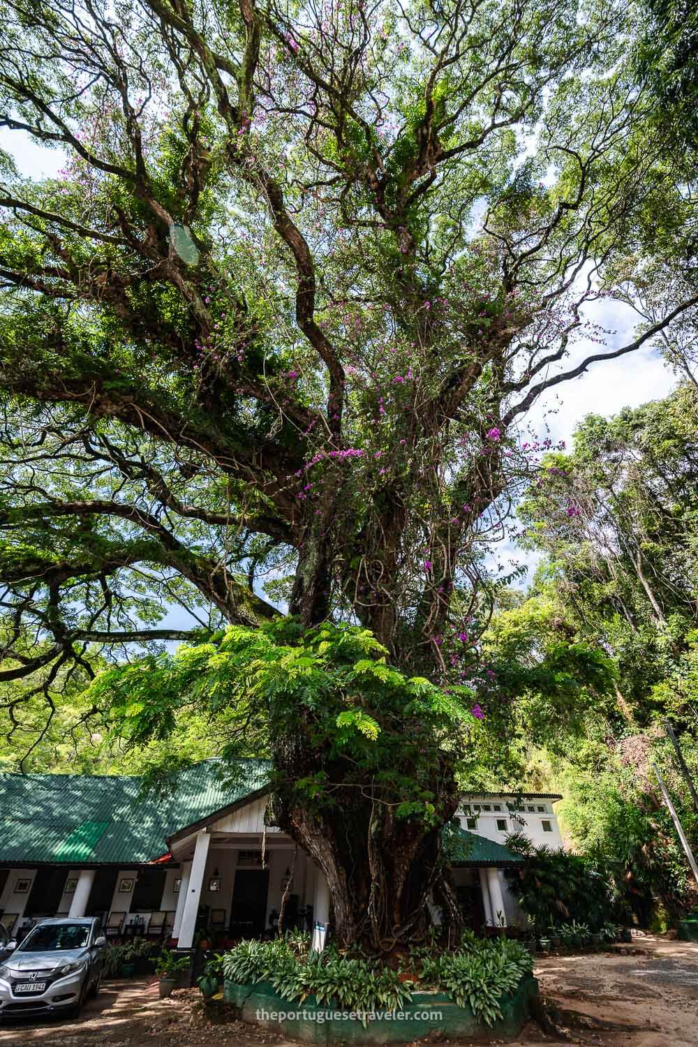 The Bougainville tree on our first stop in Ella, Sri Lanka