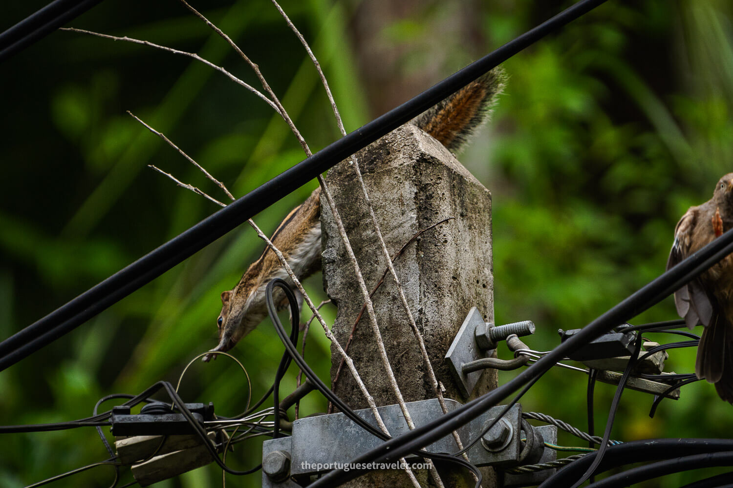 An Indian Palm Squirrel fixing the cables in Ella