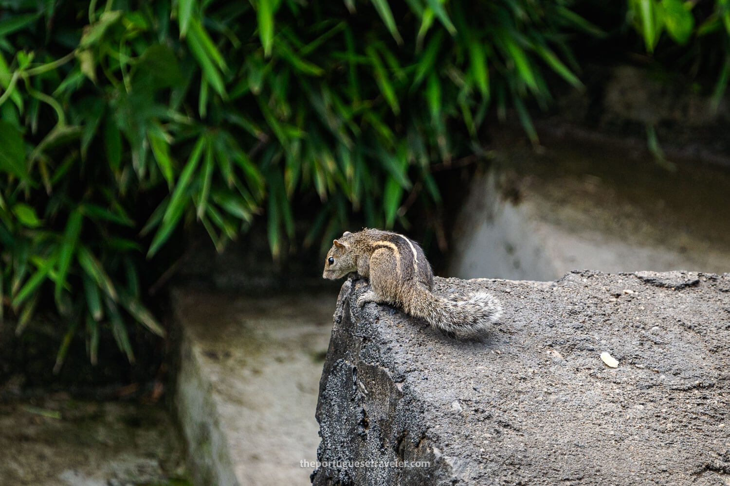 An Indian Palm Squirrel in the Little Adam's Peak hike