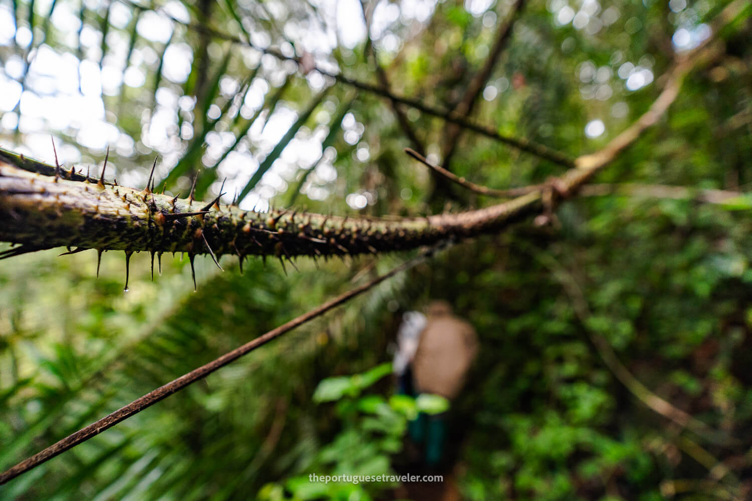 A spiky palm tree in the Sinharaja Forest Reserve