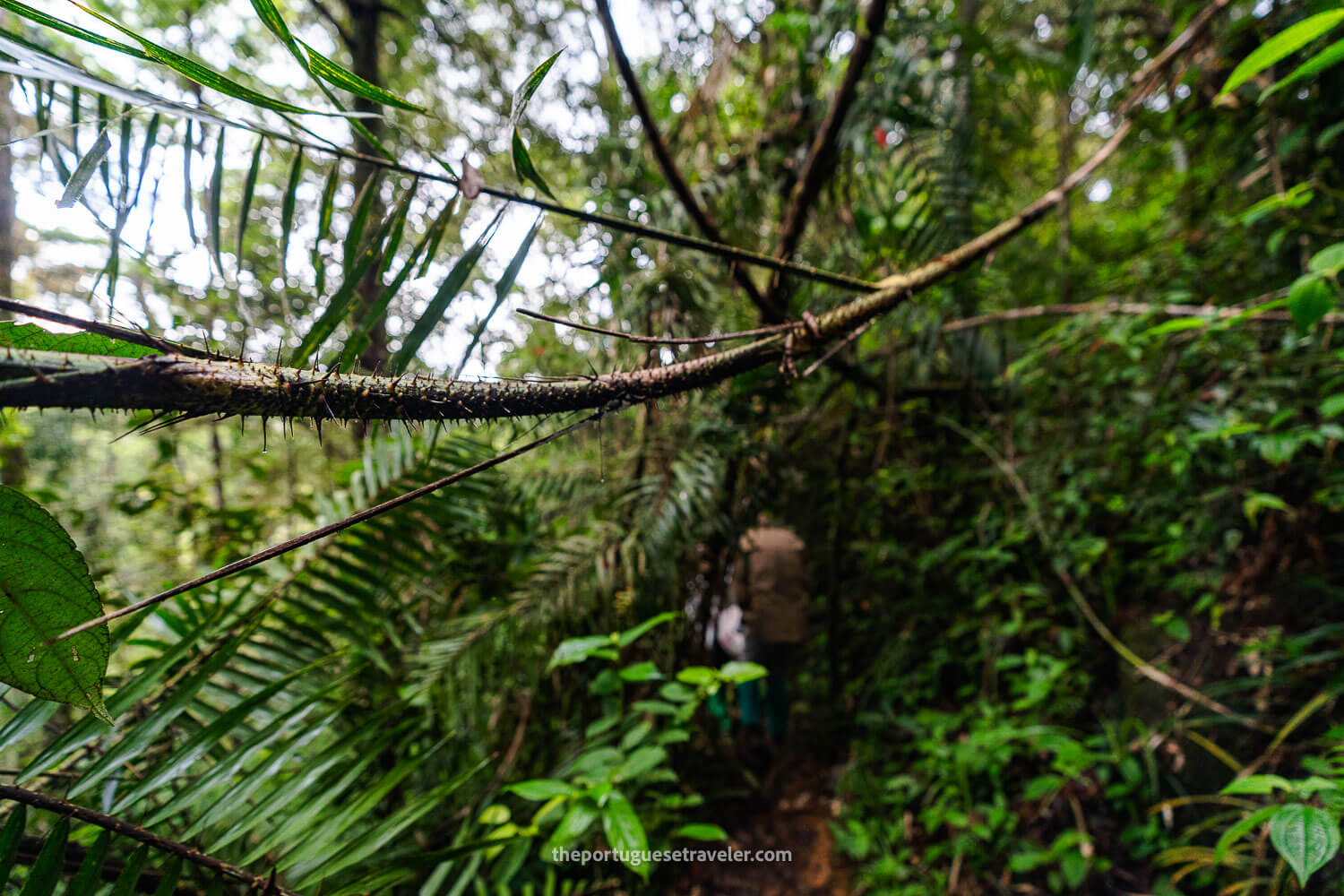 The spiked palm at the Sinharaja Forest Reserve