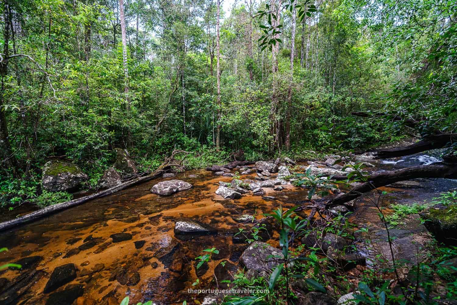 The red river of the Sinharaja Forest Reserve