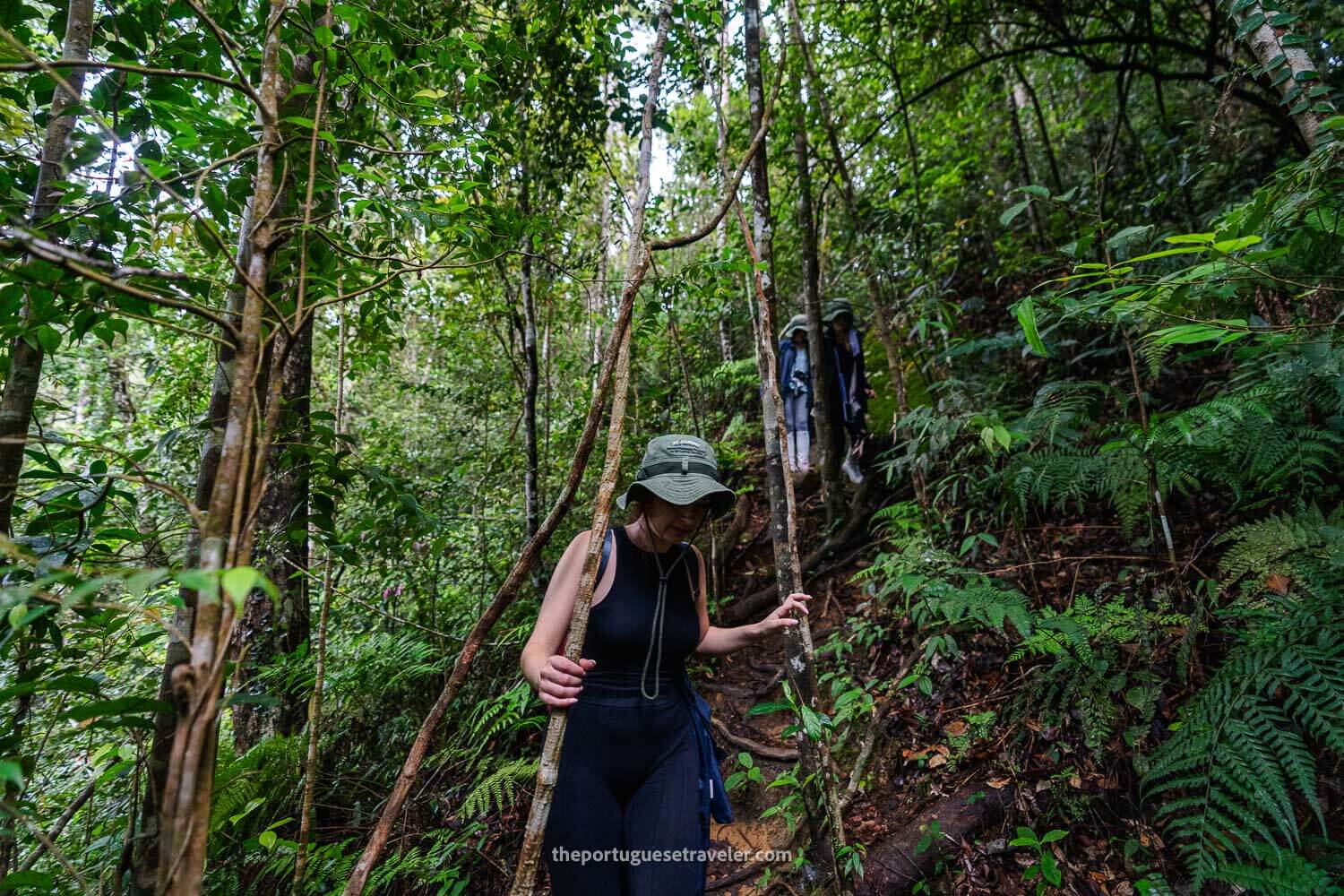 The topography of the jungle, ups and downs between trees, roots and branches, at the Sinharaja Forest Reserve