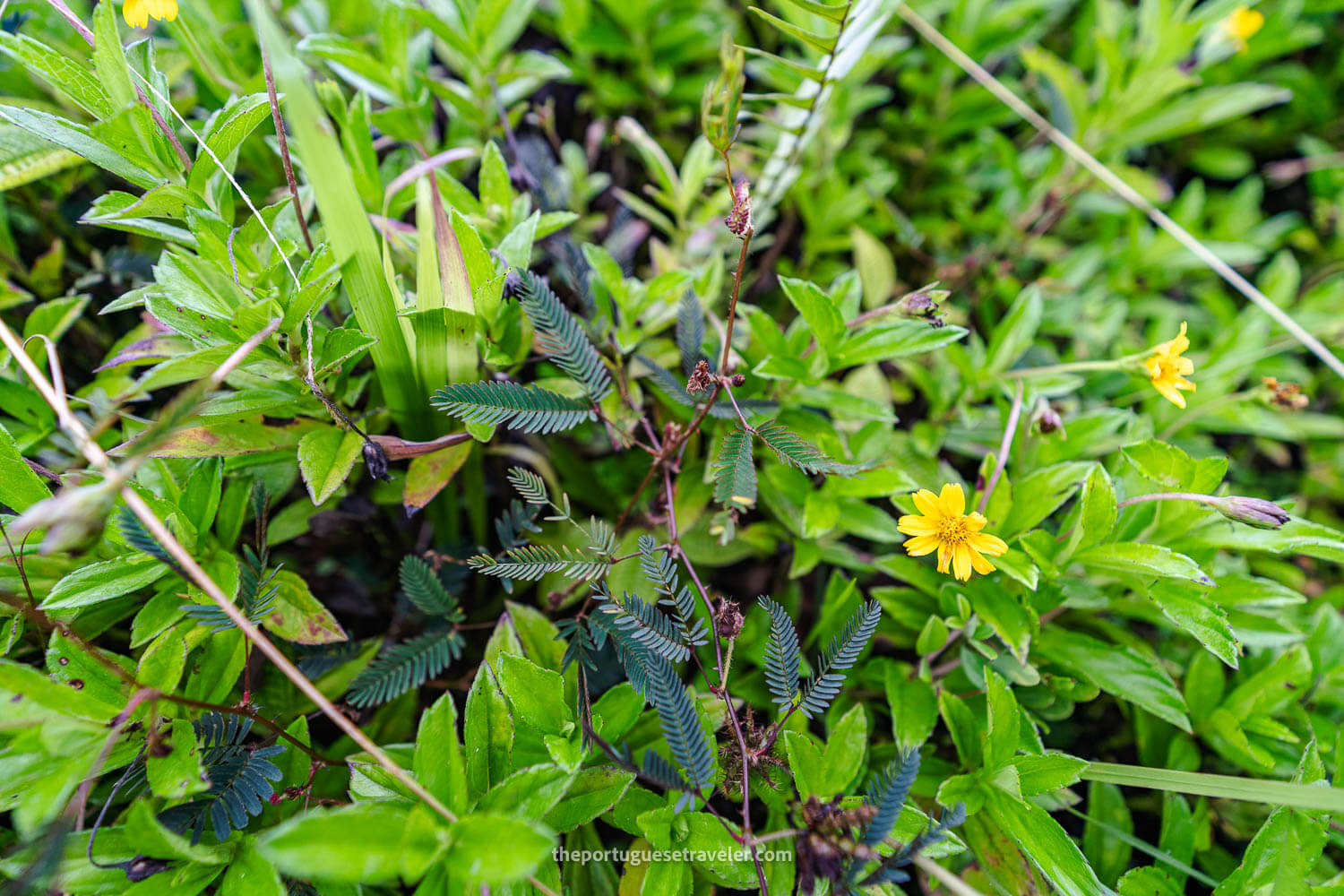 A Chamaecrista pumila or Dwarf Cassia (the leaves close when you touch them), at the Sinharaja Forest Reserve