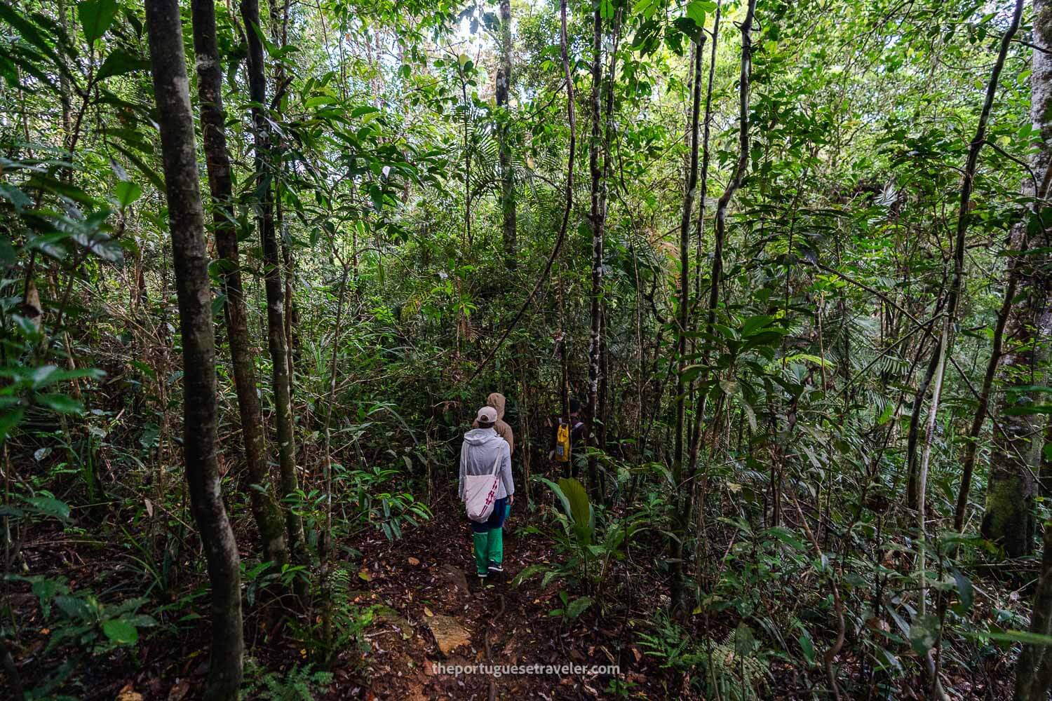 The beginning of the jungle hike