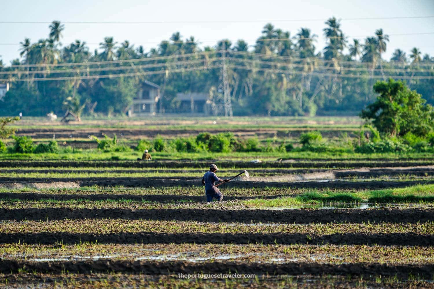 The locals working on the rice fields