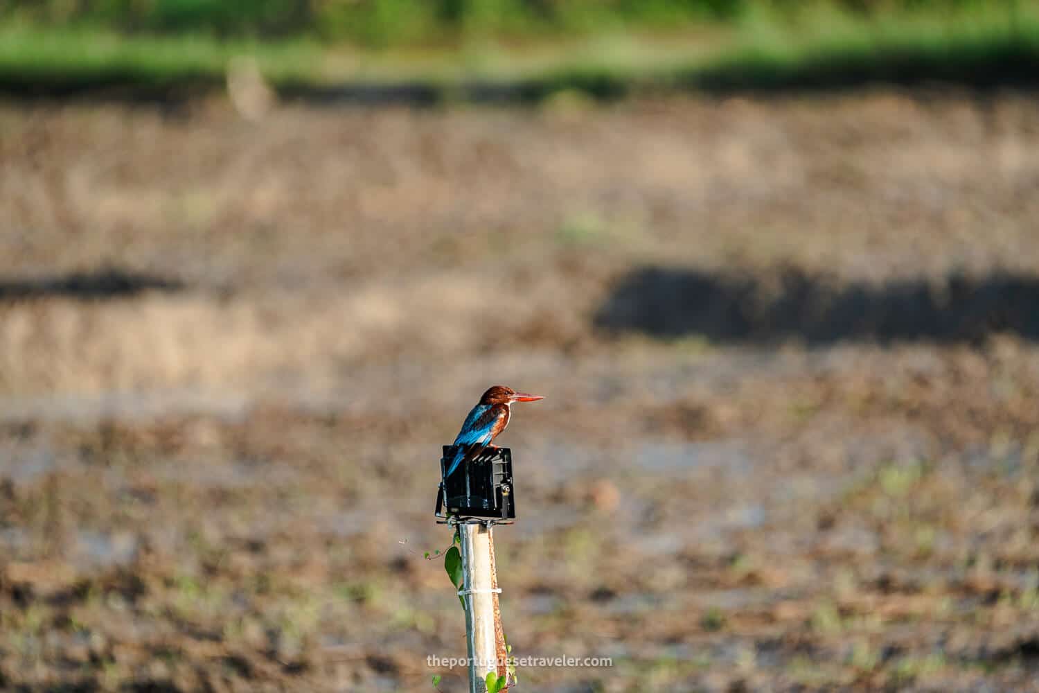 A kingfisher in Yala, Sri Lanka