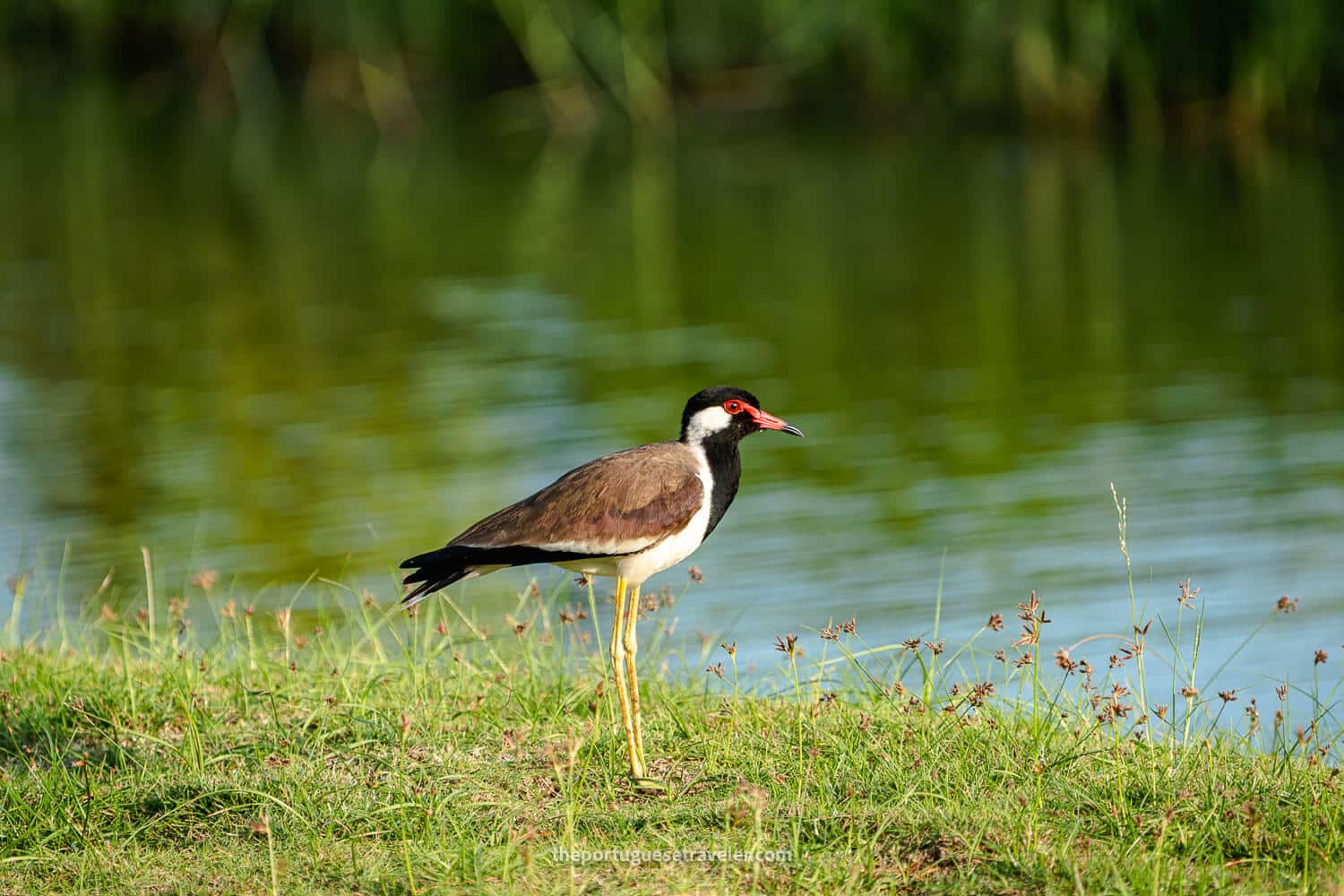 A Red-wattled lapwing at the Kithala Hotel