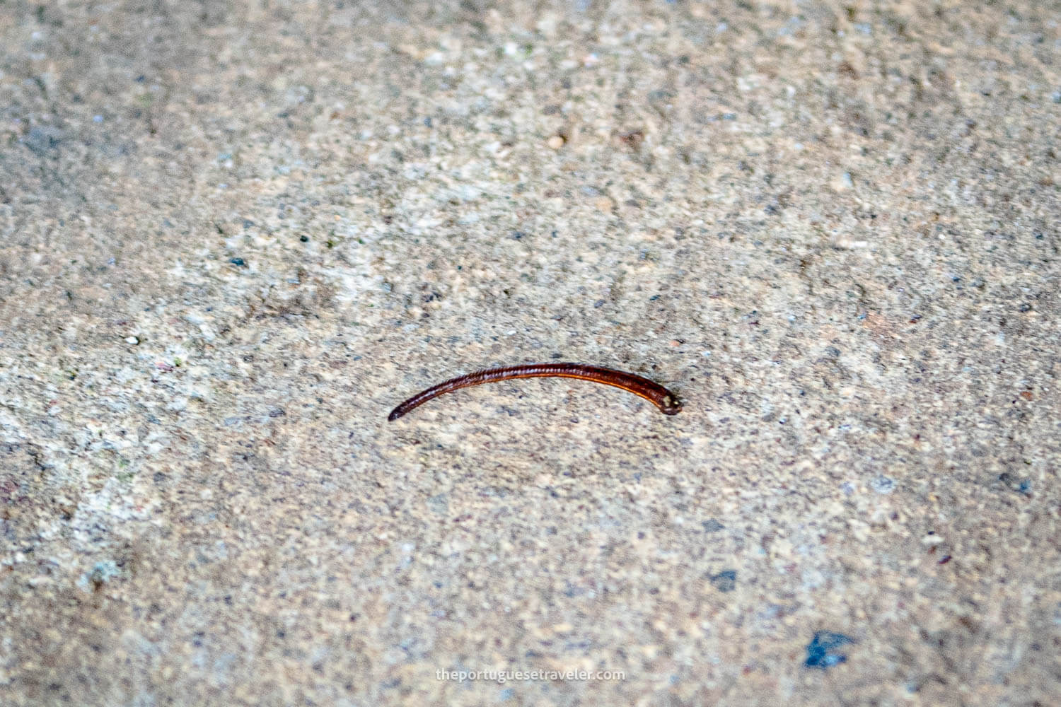 A Leech at the Sinharaja Forest Reserve