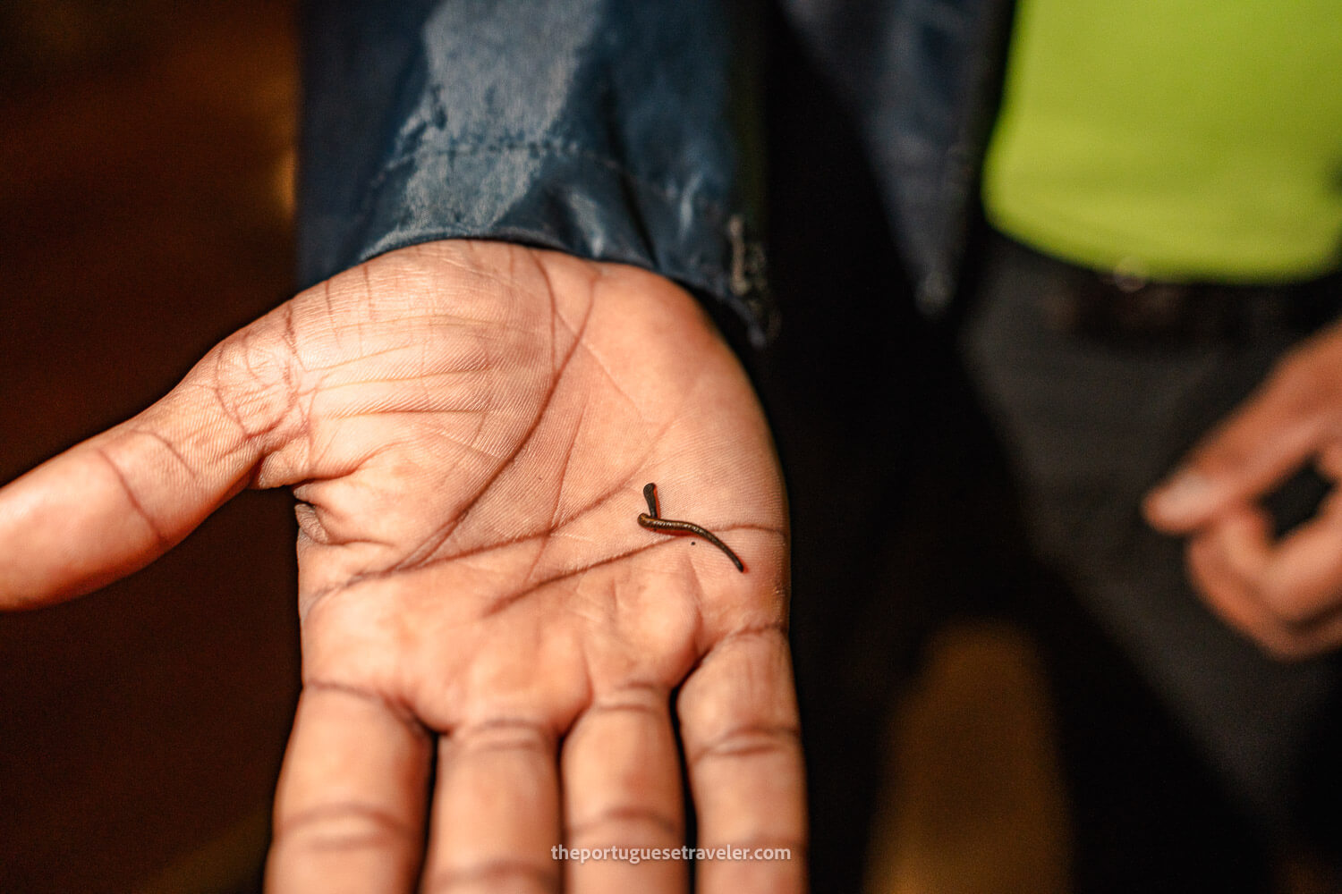 More leeches in the hand of the guide