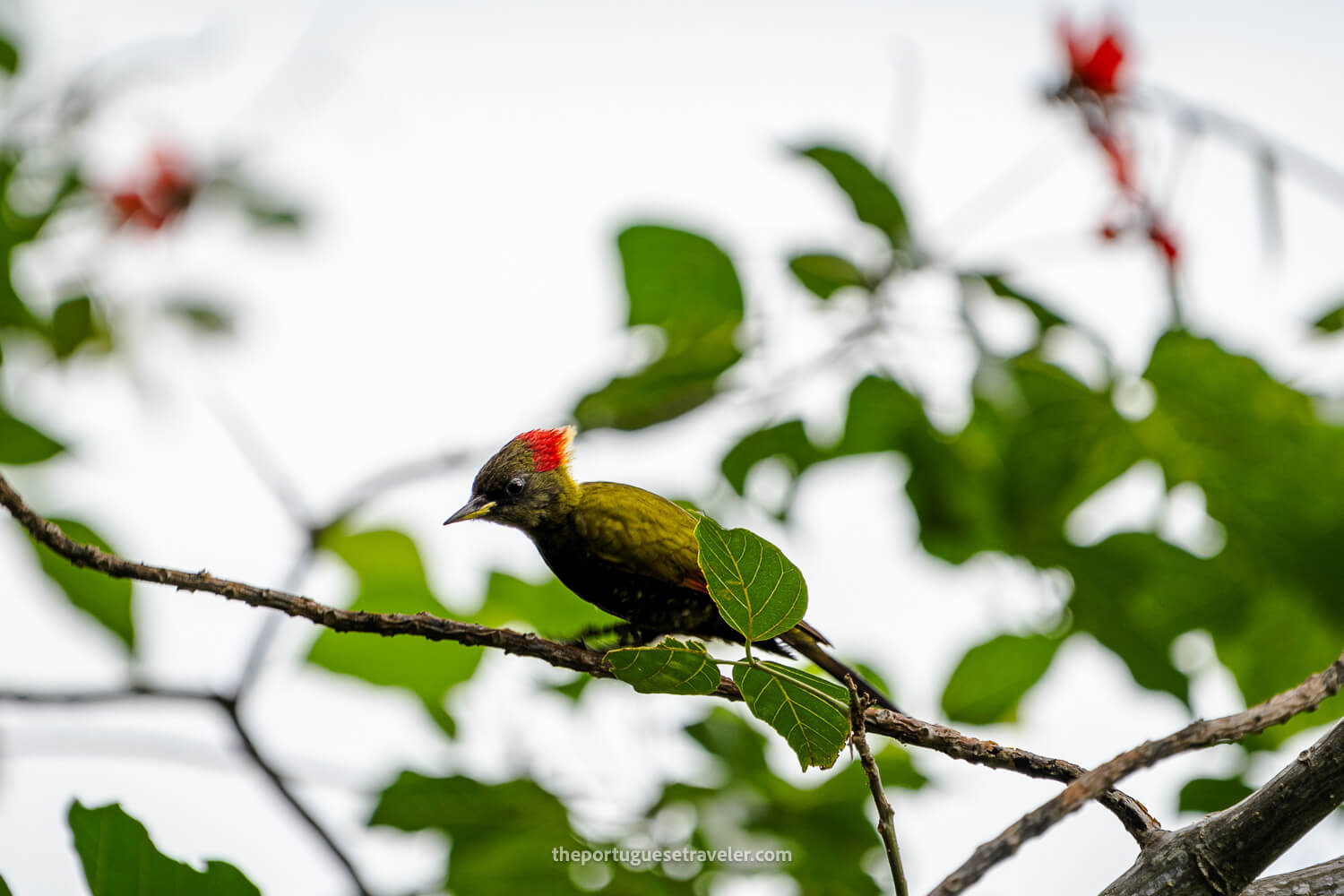 A Lesser Yellownape Woodpecker