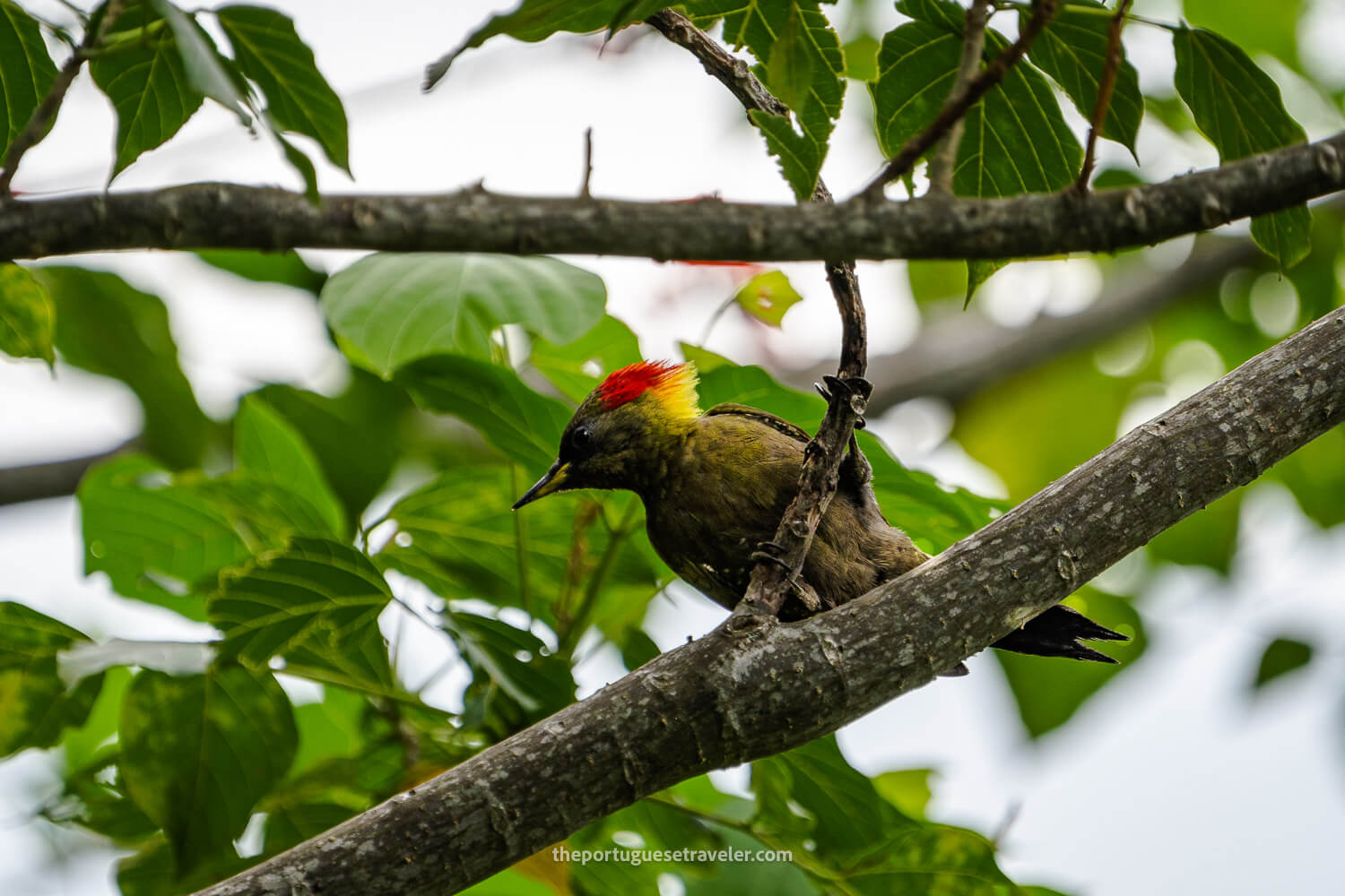 A lesser yellownape woodpecker on the Little Adam's Peak hike