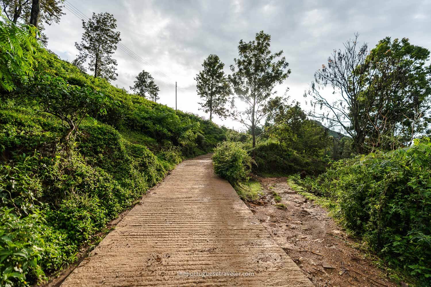 The trail uphill to the Little Adam's Peak