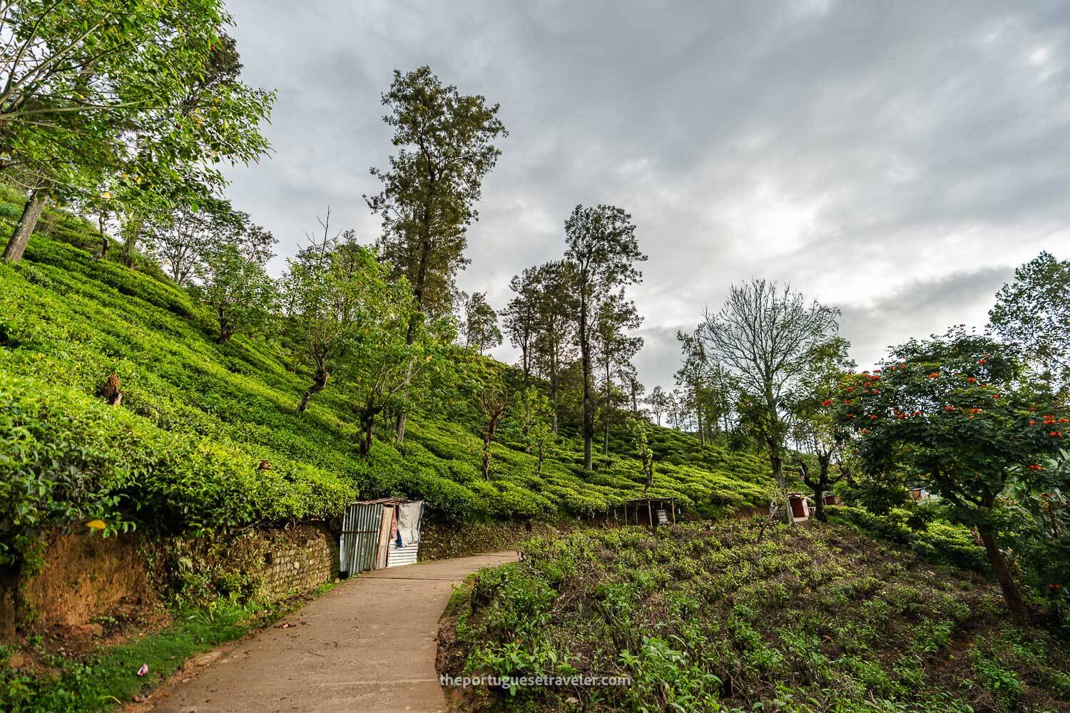 The tea plantations around the Little Adam's Peak trail