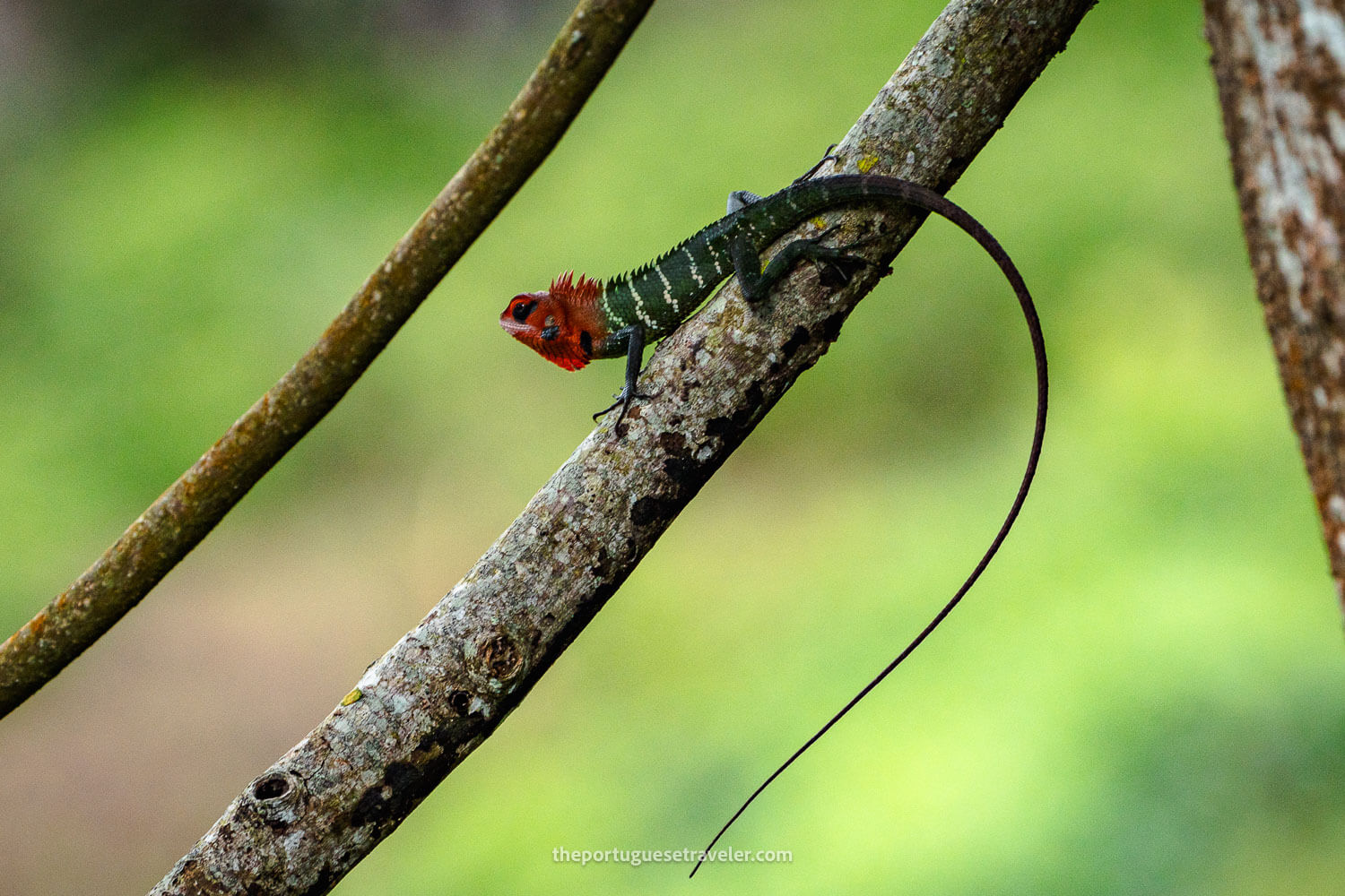 A Common Green Forest Lizzard, at the Sinharaja Forest Reserve