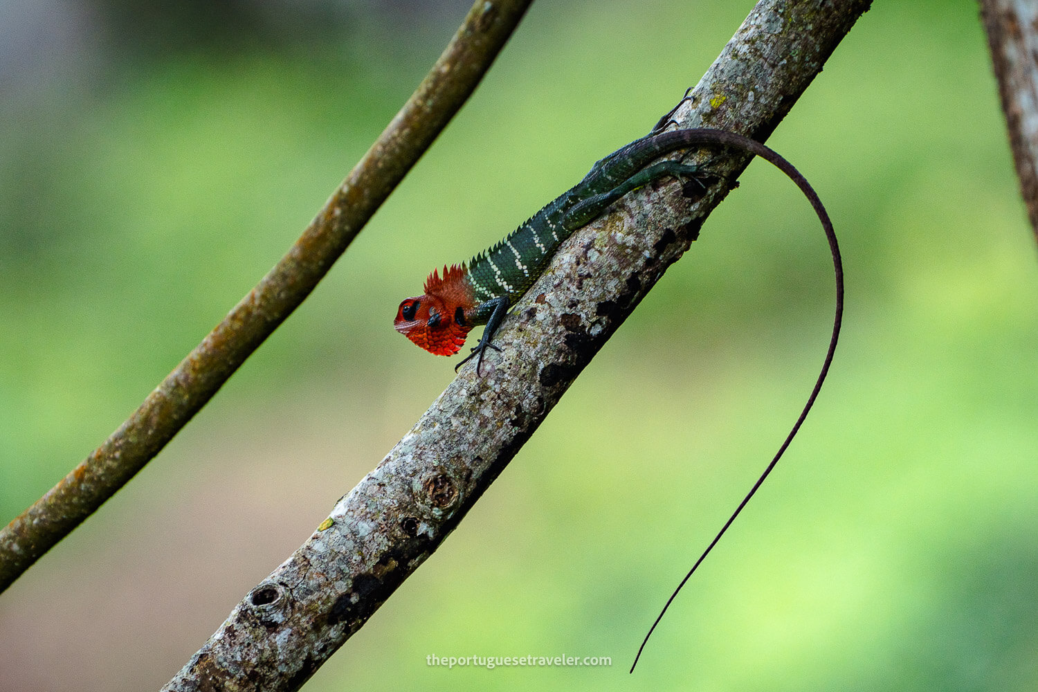 A Common Green Forest Lizzard