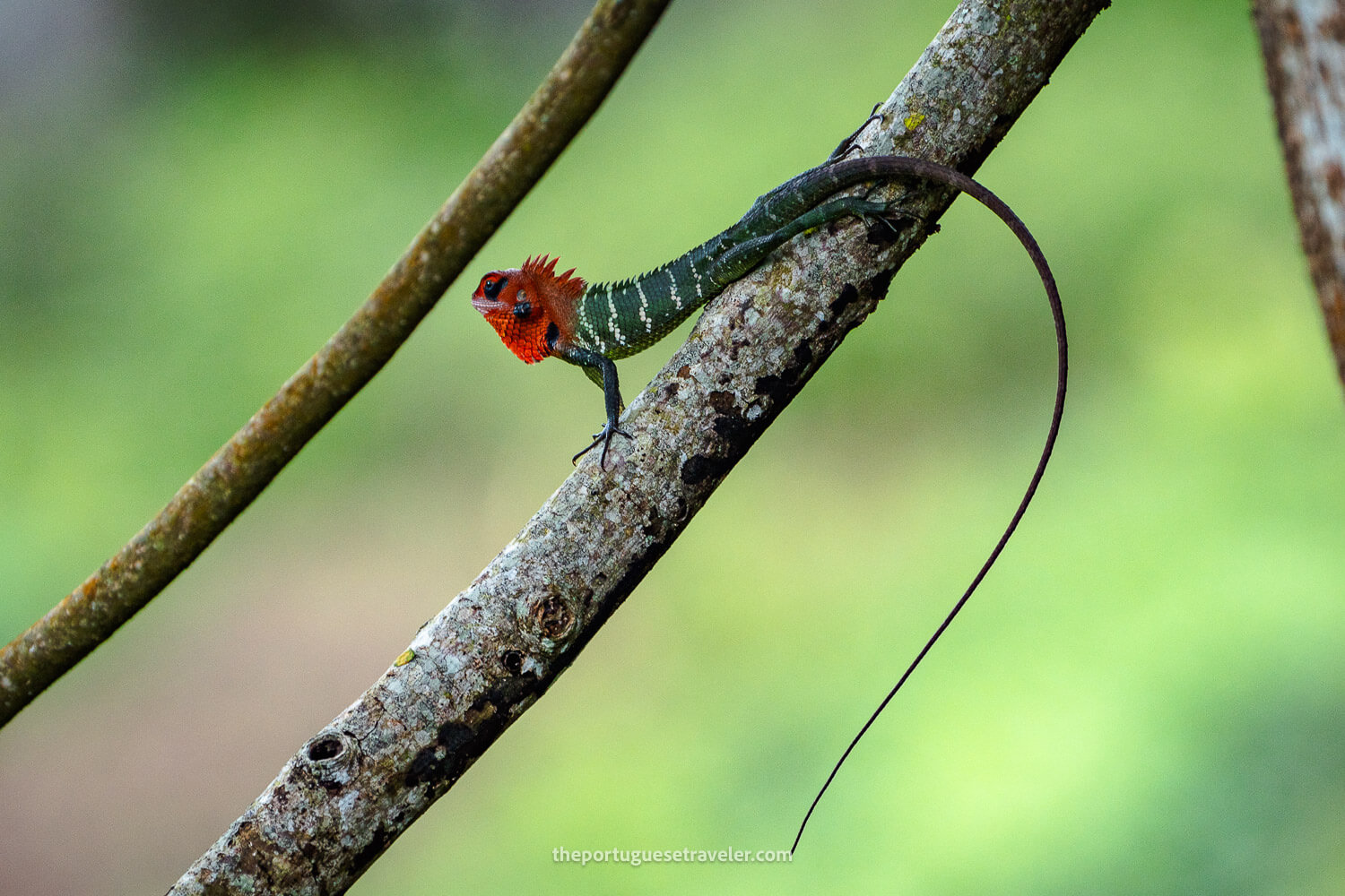 A Common Green Forest Lizzard