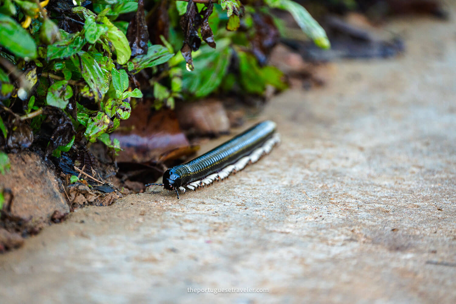 A Sri Lanka Giant Millipede