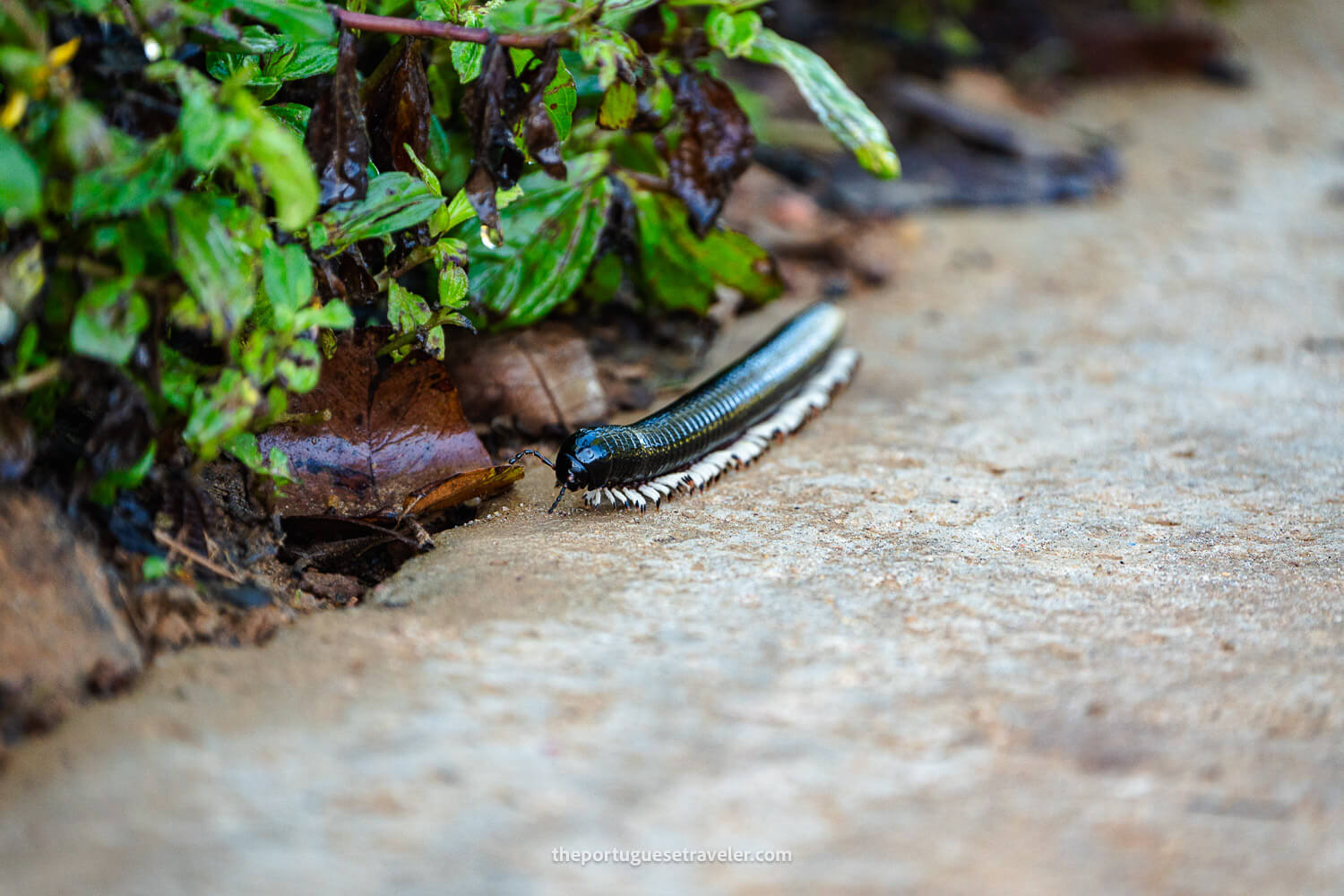 A Giant Millipede at the Sinharaja Forest Reserve