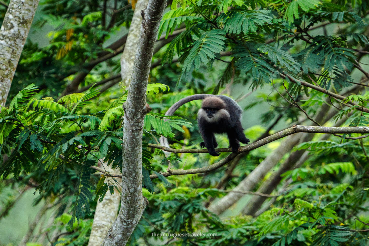 A Purple Faced Langur, at the Sinharaja Forest Reserve