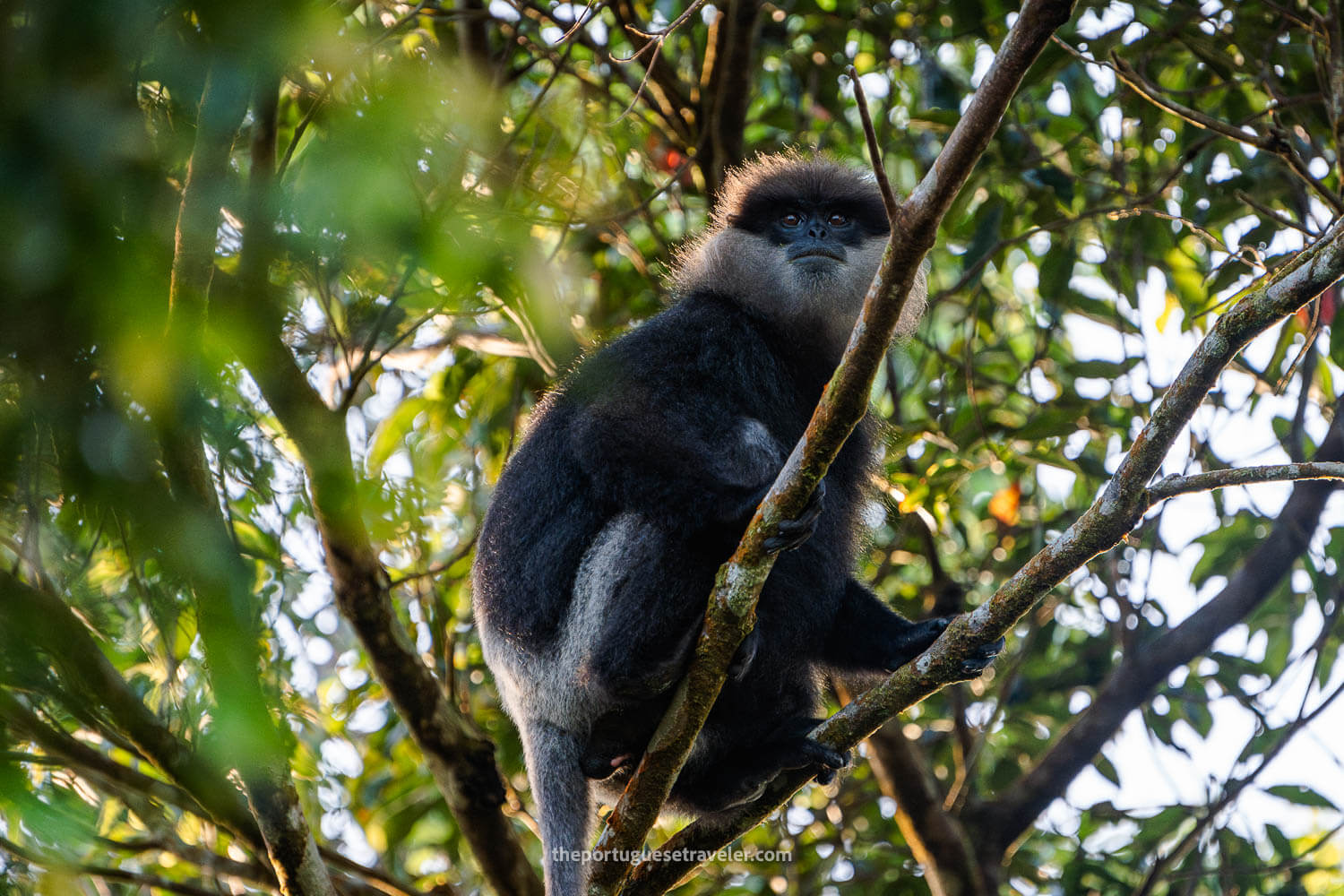 A Purple-faced Langur aka Purple-Faced Leaf Monkey