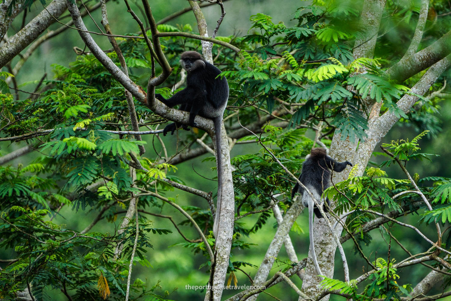 Two Purple-Faced Langur Monkeys