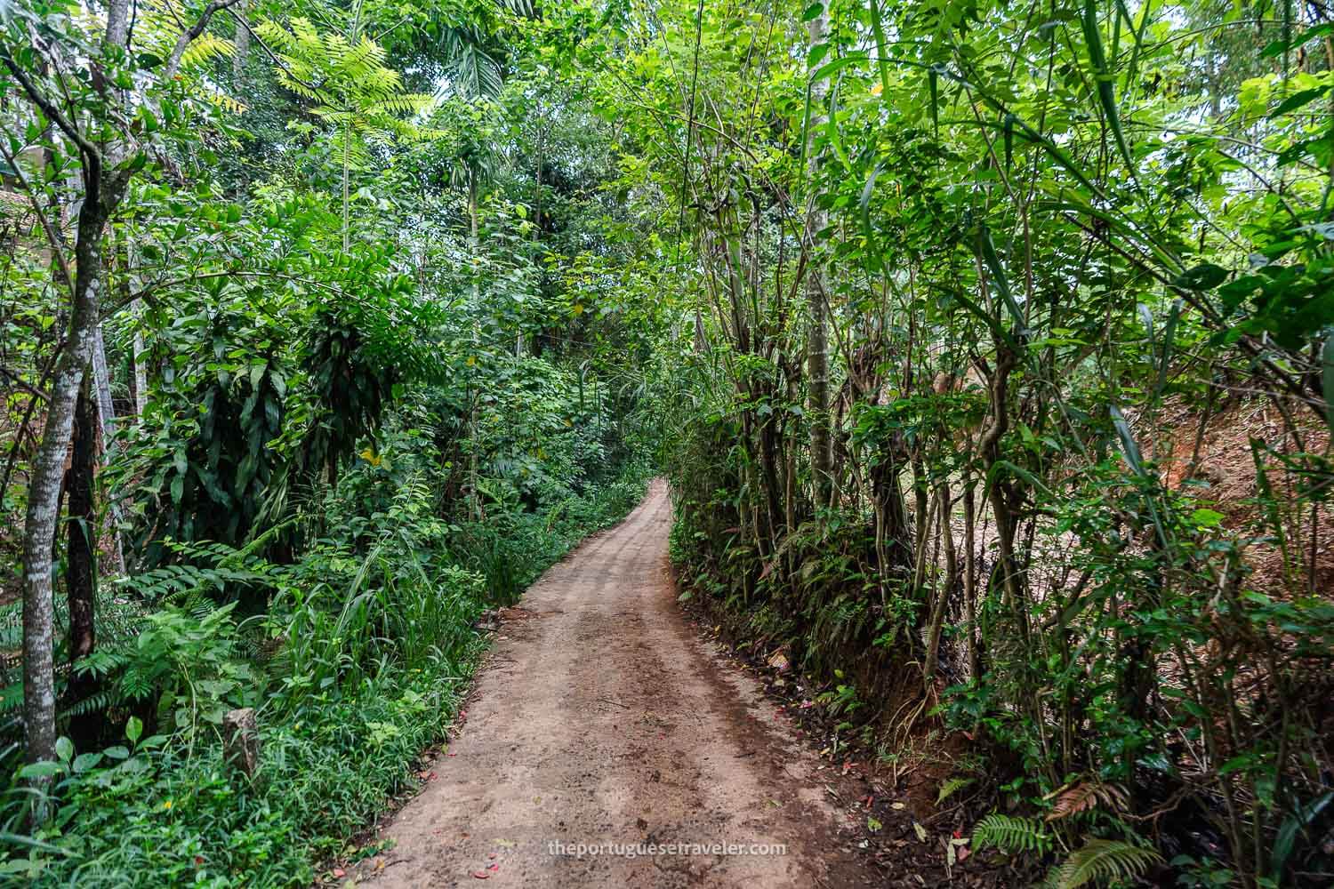 The trail to the bridge