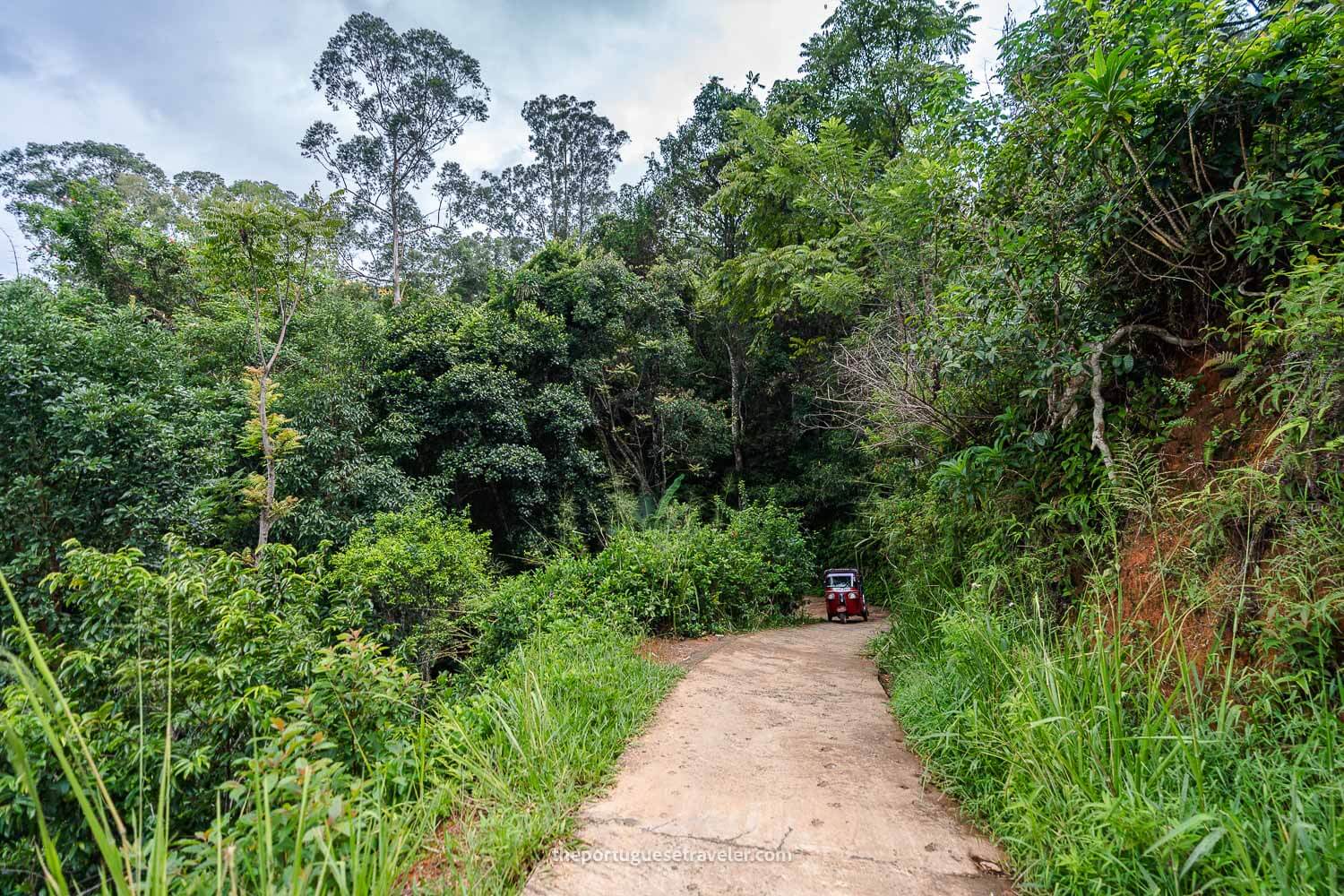 The trail heading to the bridge