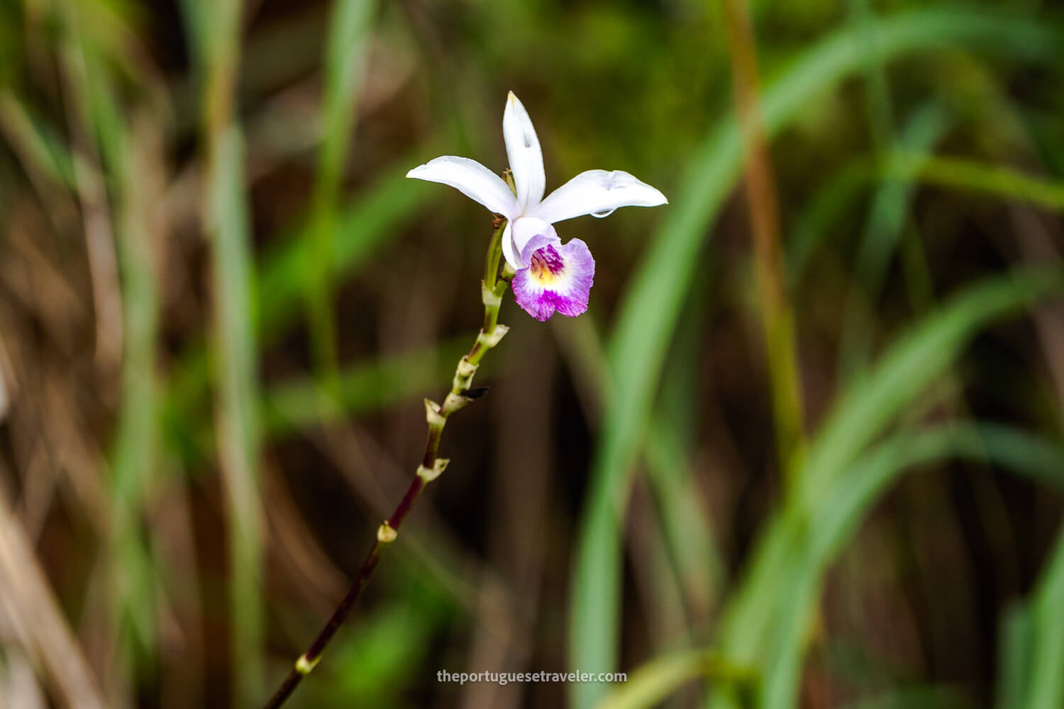 An Orchid at the Reserve