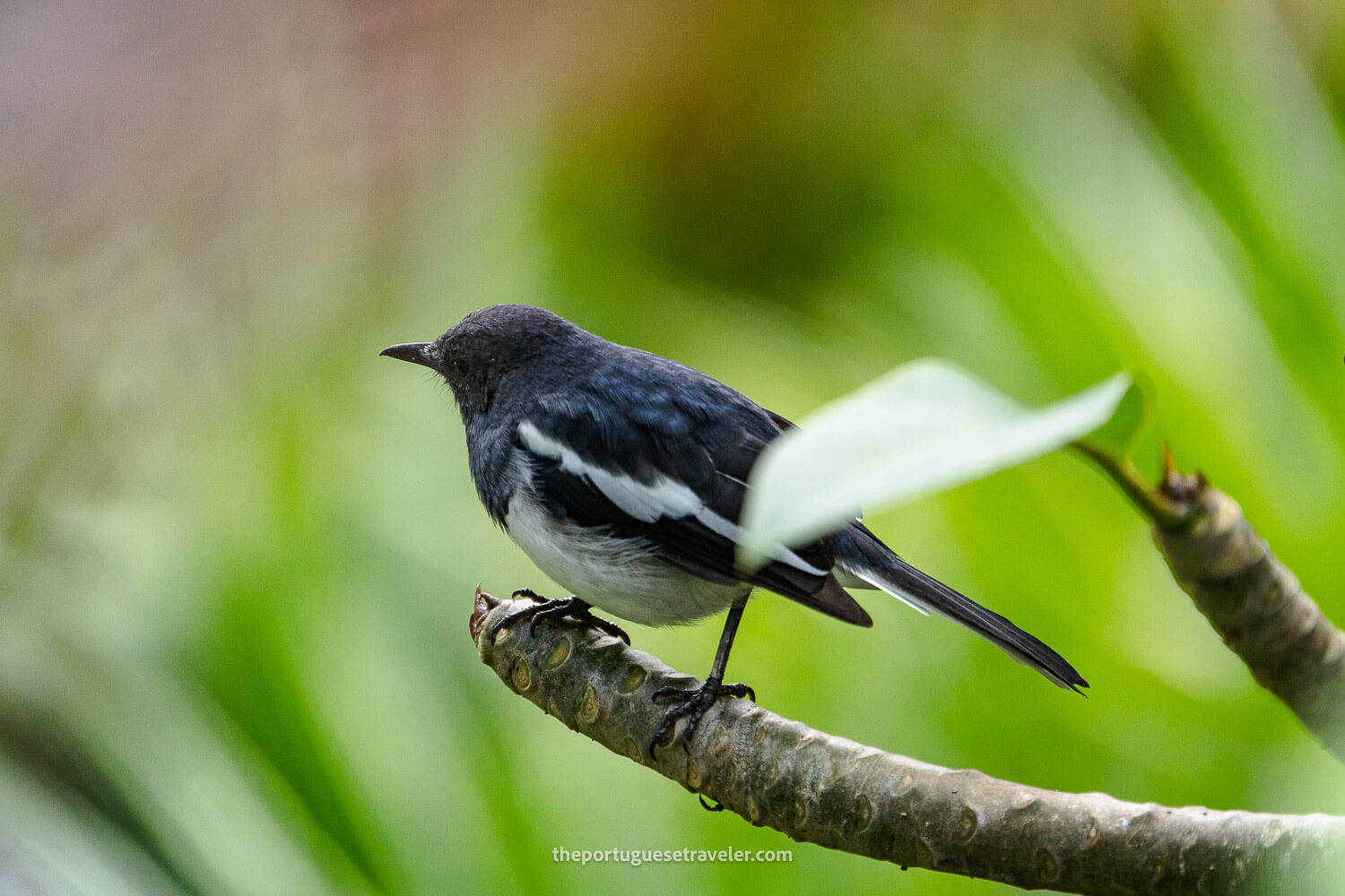 An oriental mapgie robin in the Little Adam's Peak hike