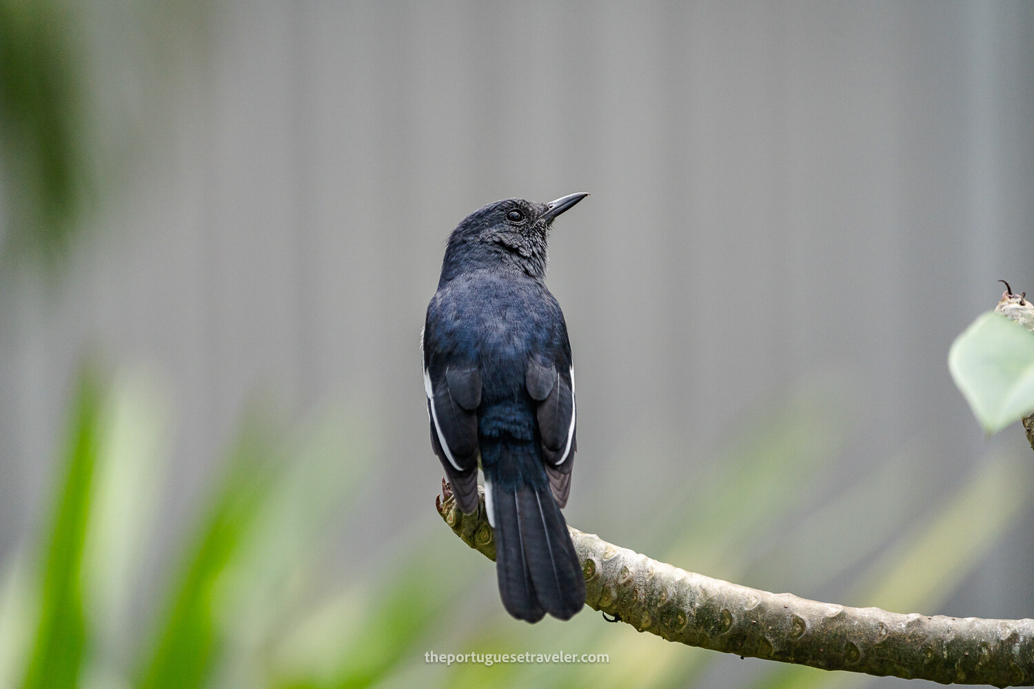 An Oriental Magpie Robin in the Little Adam's Peak Hike