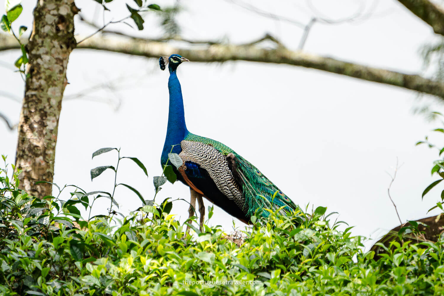 A peacock at the Sinharaja Forest Reserve