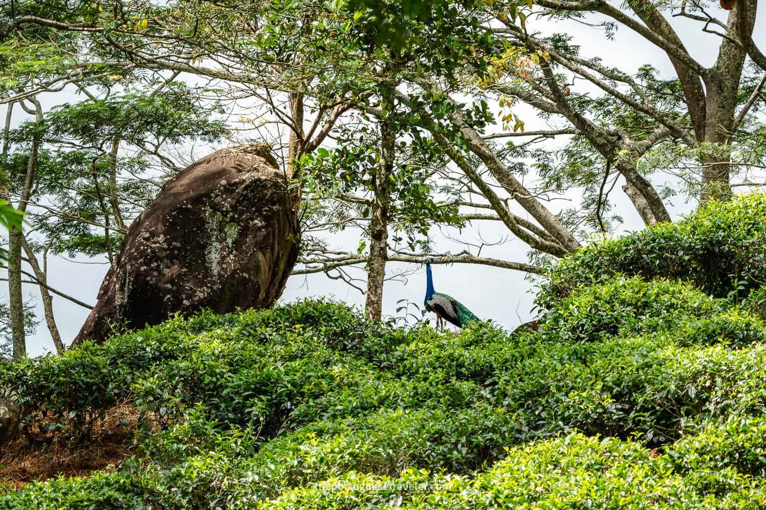 A peacock at the Sinharaja Forest Reserve