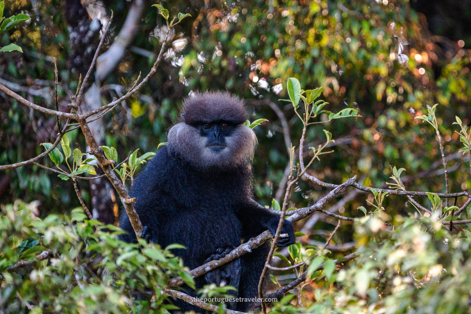 A Purple-Faced Langur Monkey at the Sinharaja Forest Reserve