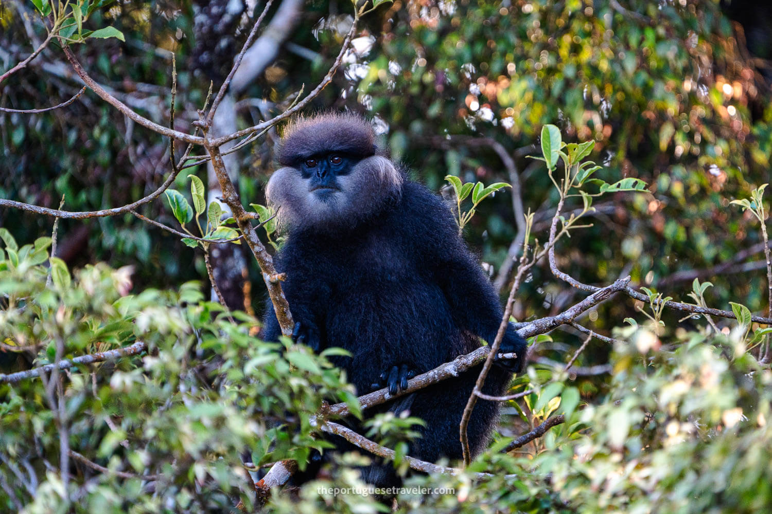 A Purple Faced Langur