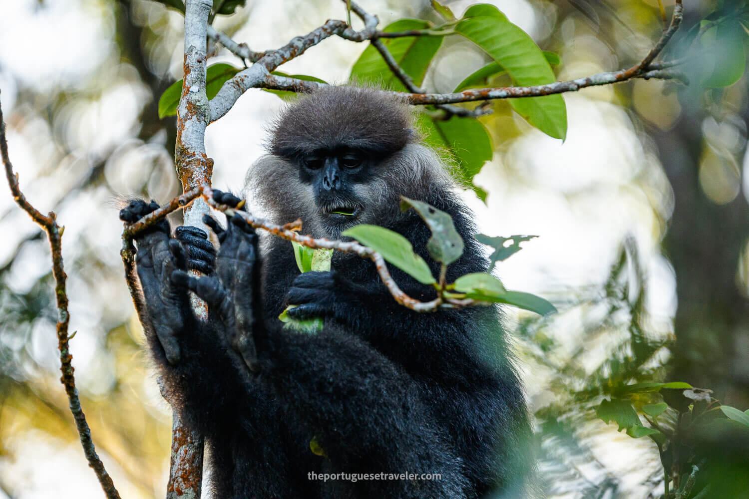 A Purple-Faced Langur aka Purple-Faced Leaf Monkey