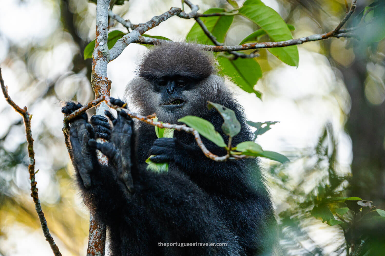 A Leaf Eating Monkey at the Sinharaja Forest Reserve