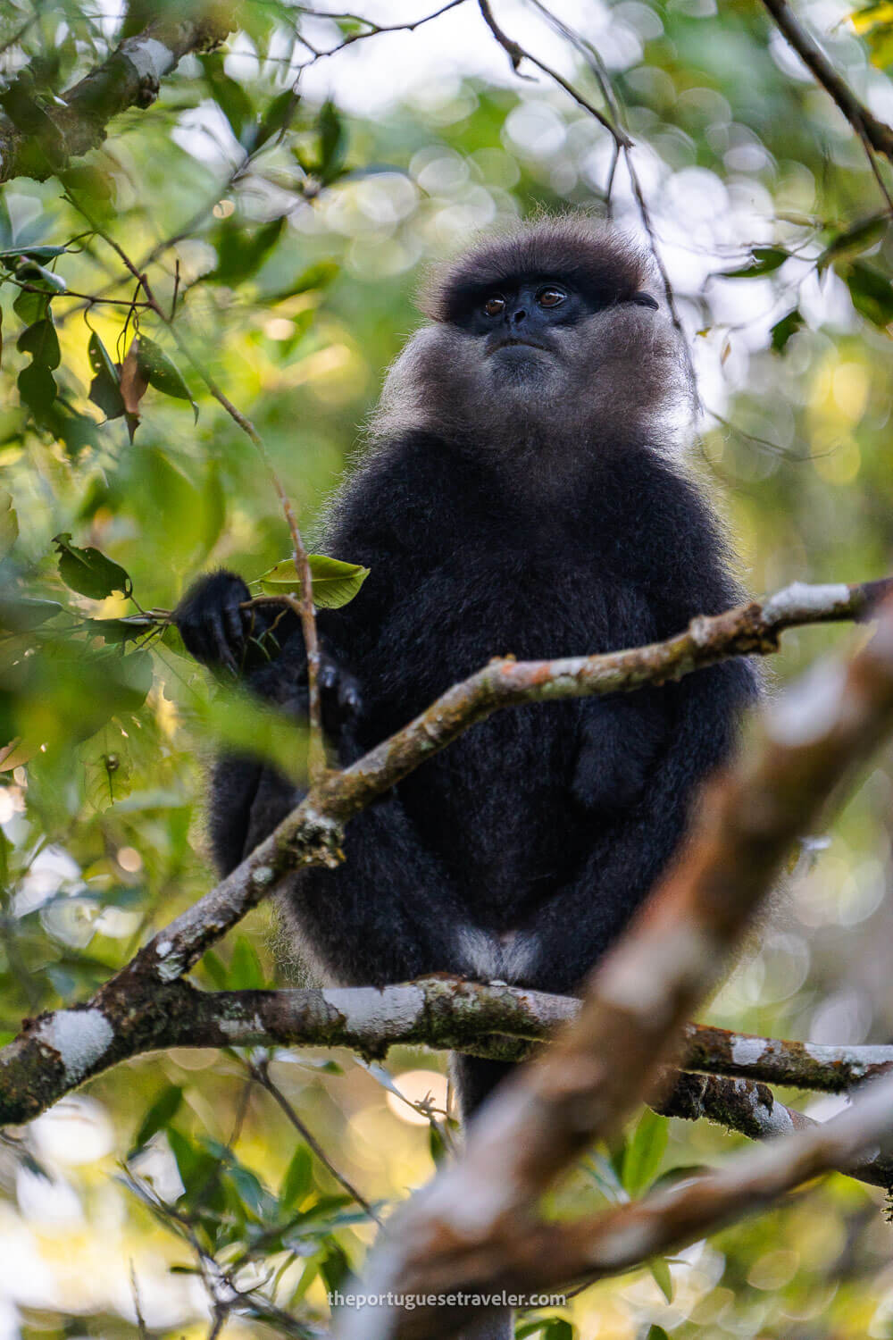 A Purple Faced Langur, at the Sinharaja Forest Reserve