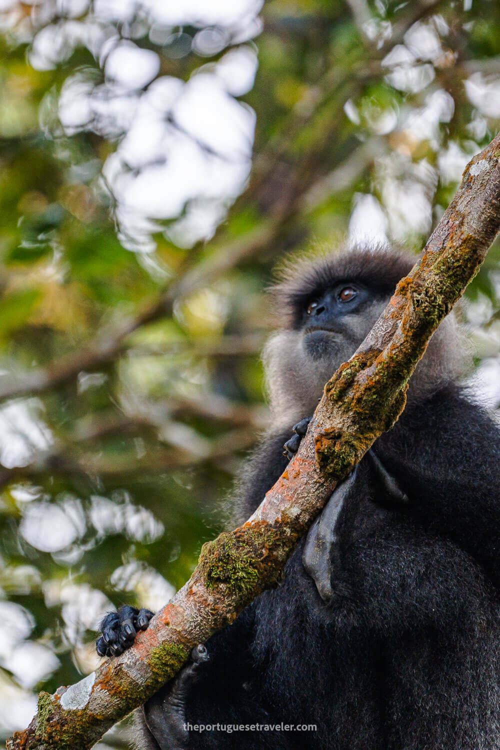 A Purple-Faced Langur aka Purple-Faced Leaf Monkey