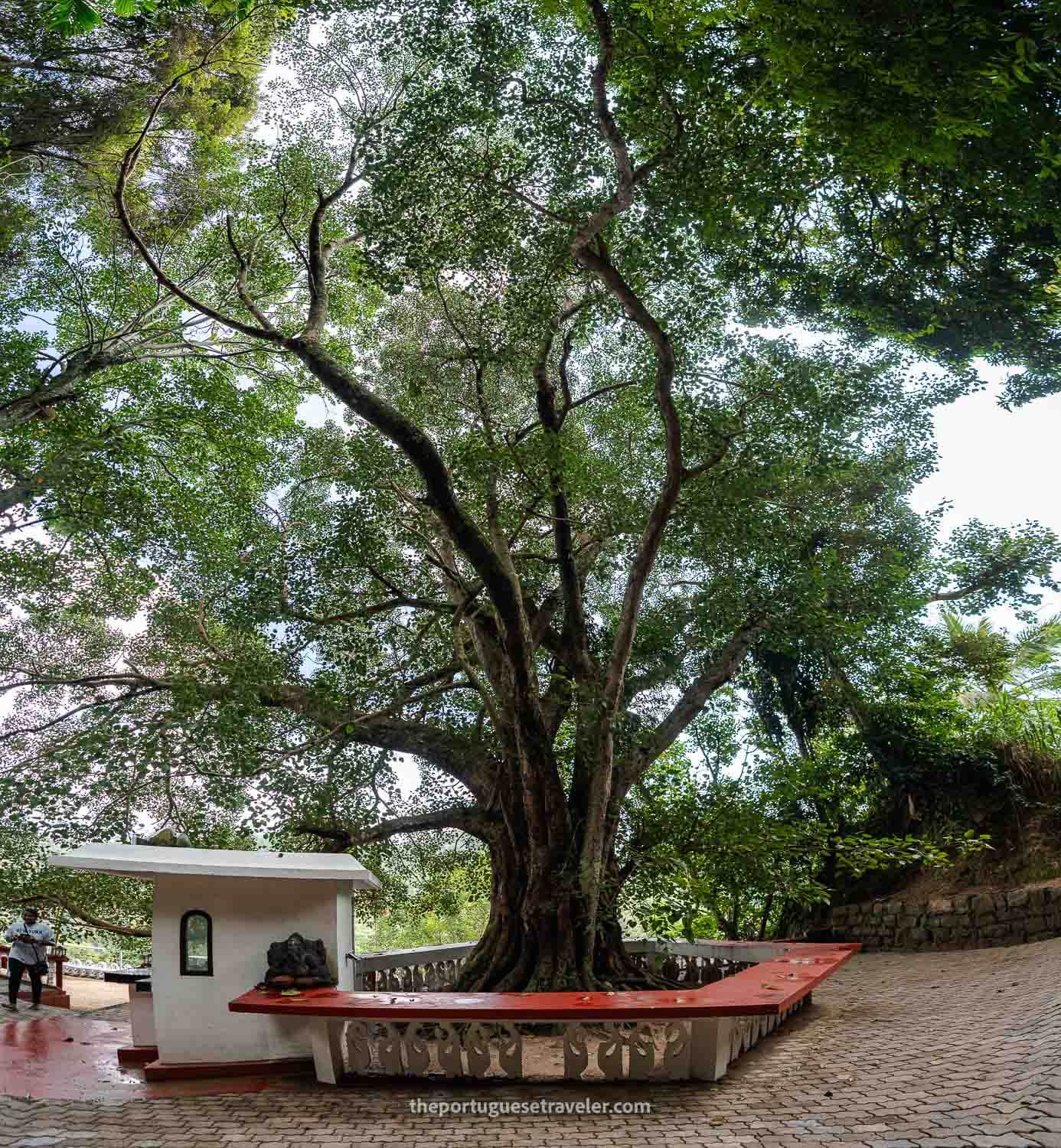 The Bodhi Tree at the Ravana Temple