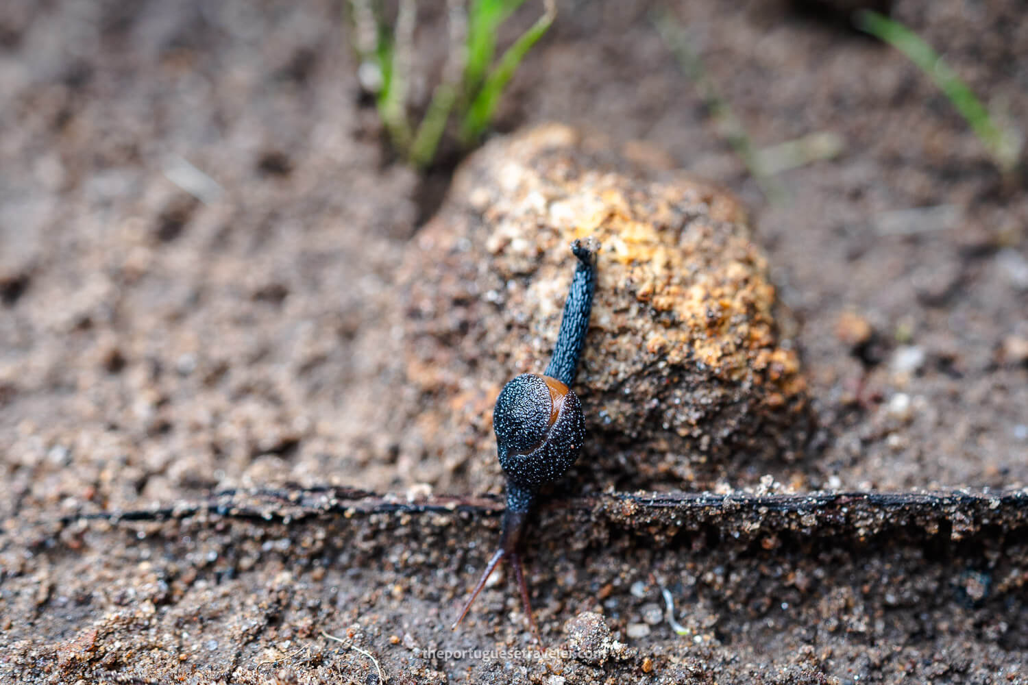 A Semi Slug Megaustenia climbing the stairs to the cave