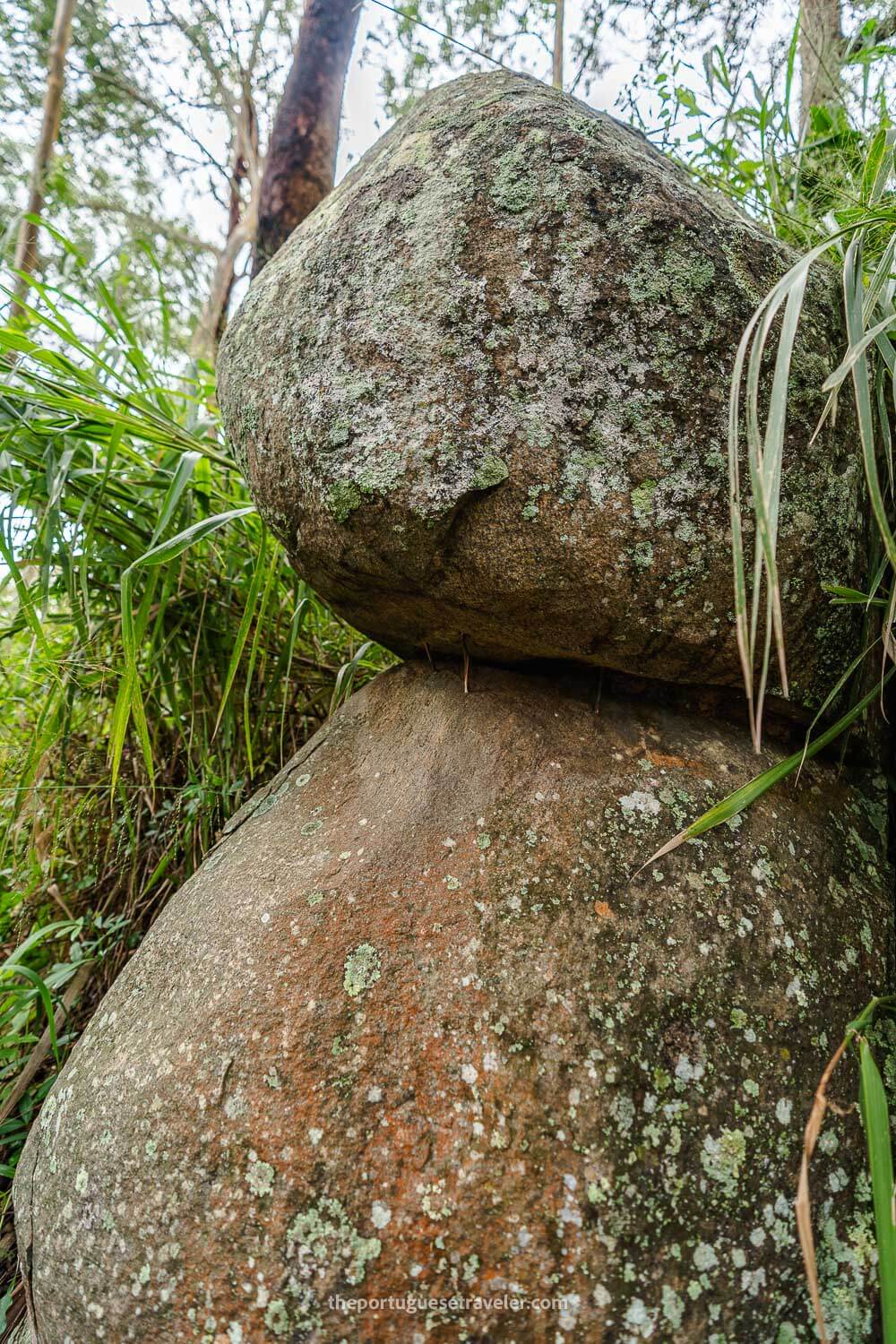 Sticks holding on huge rocks