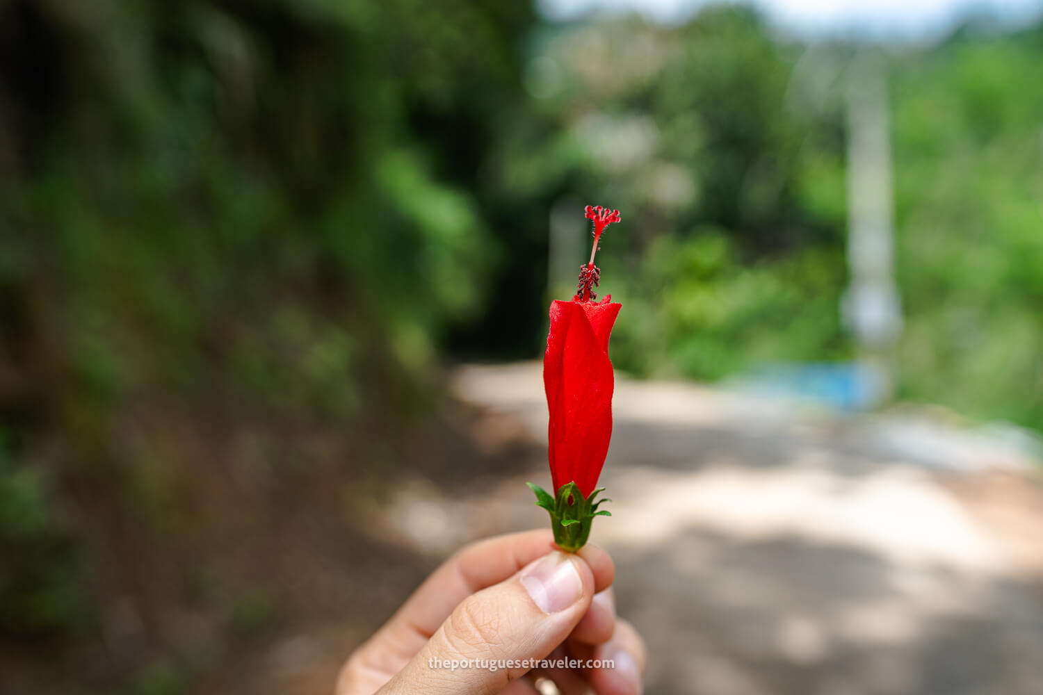 A sleeping hibiscus found around this area