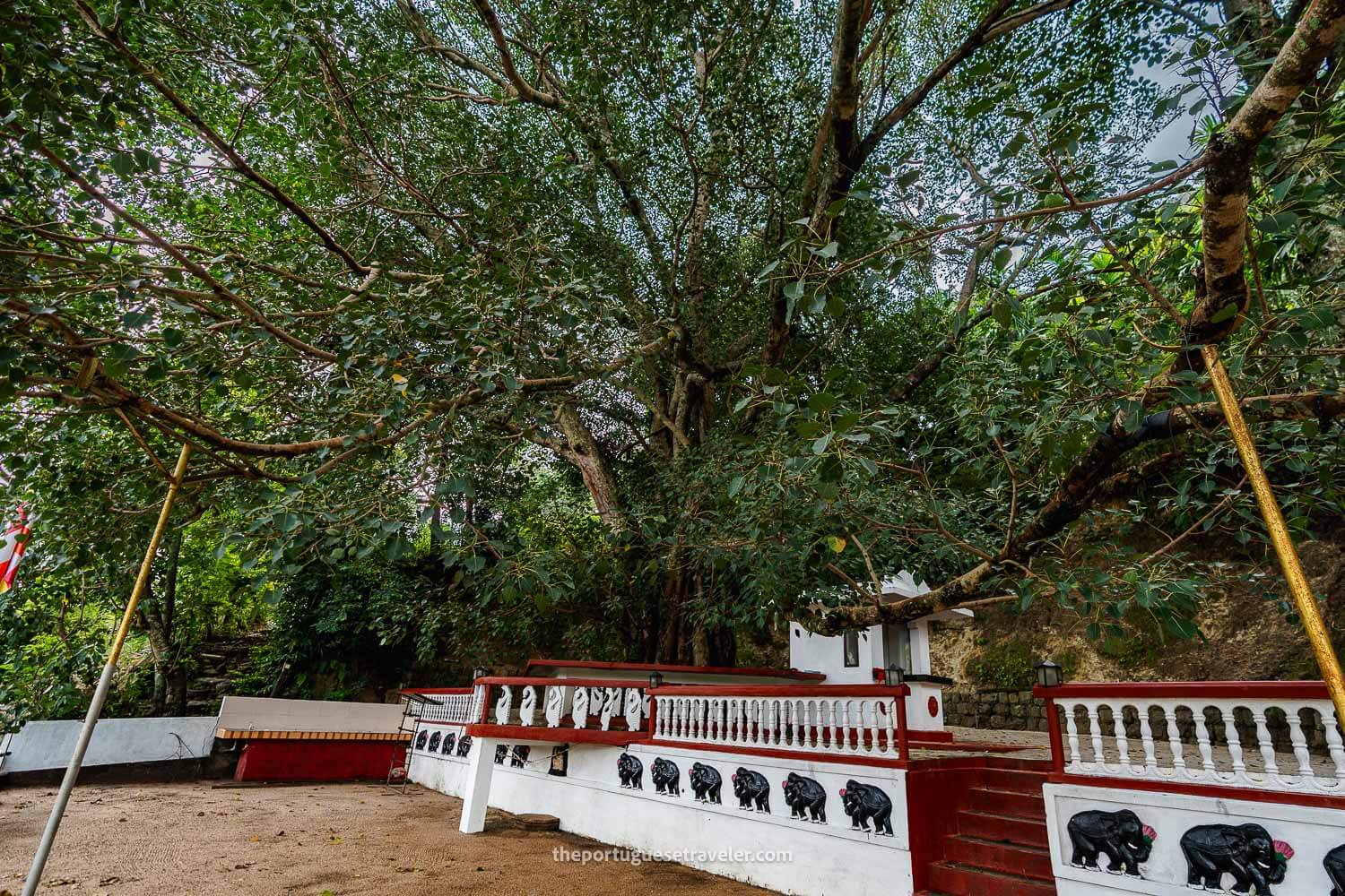 The Bodhi Tree at the Ravana Temple