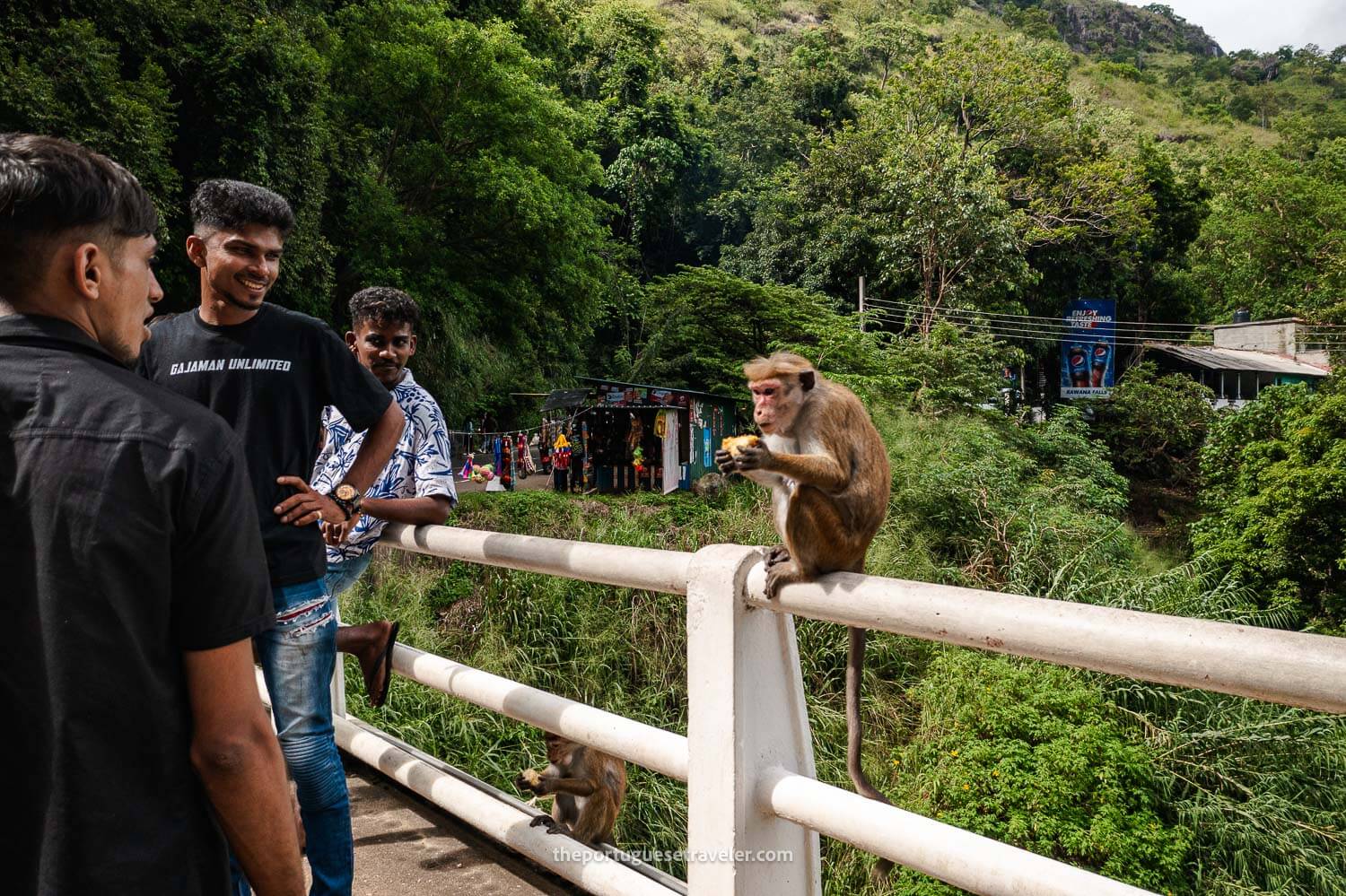 Two of the monkeys at the bridge of the Ravana Falls