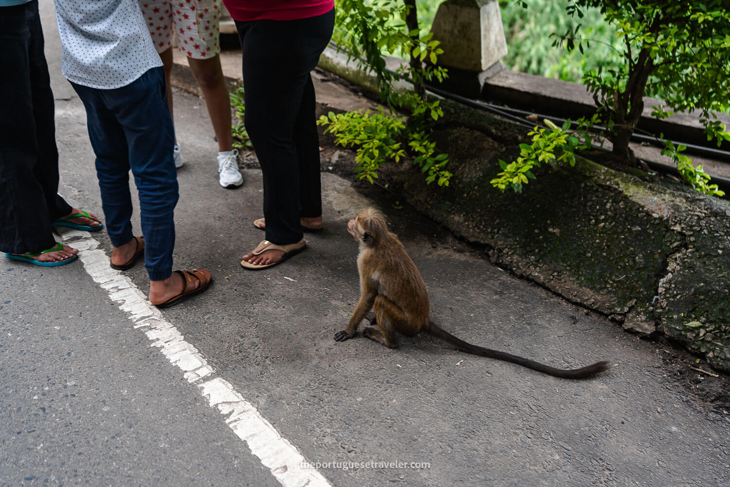 A monkey waiting to attack at the bridge